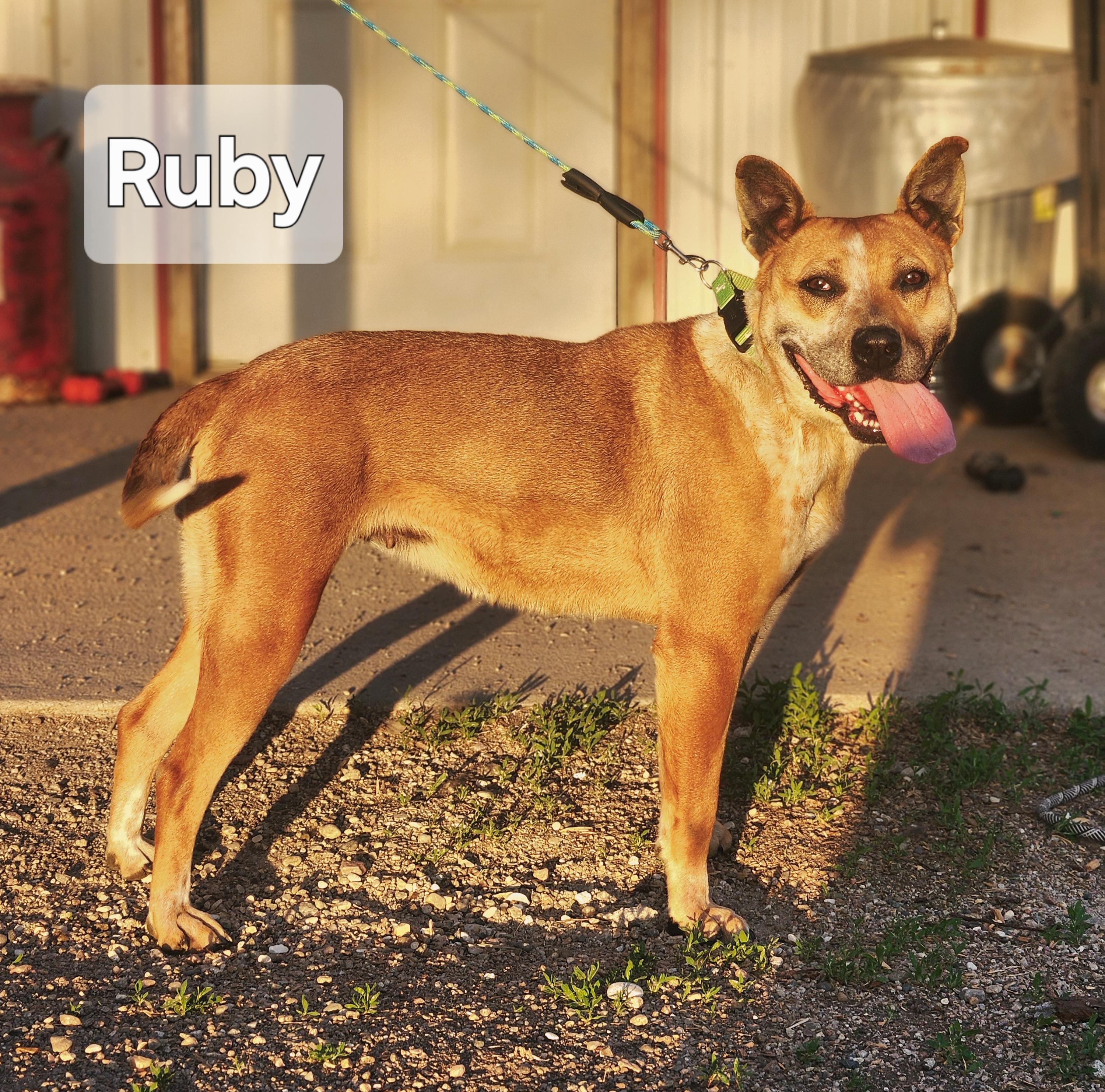 Enlarge Ruby, a Adoptable mixed breed in Walthill, NE image 1/2