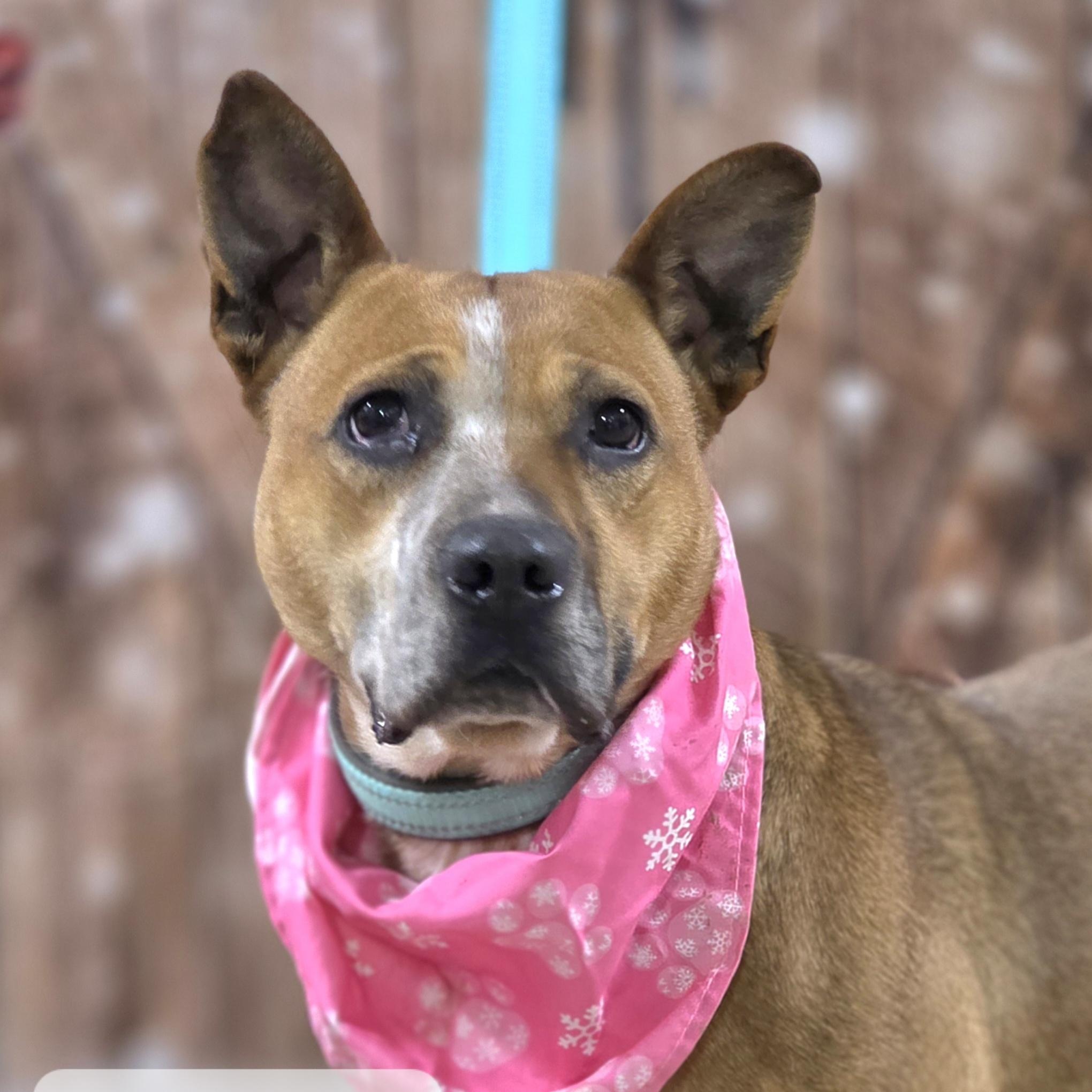Ruby, Adoptable, Adult Female Australian Cattle Dog / Blue Heeler & Pit Bull Terrier.