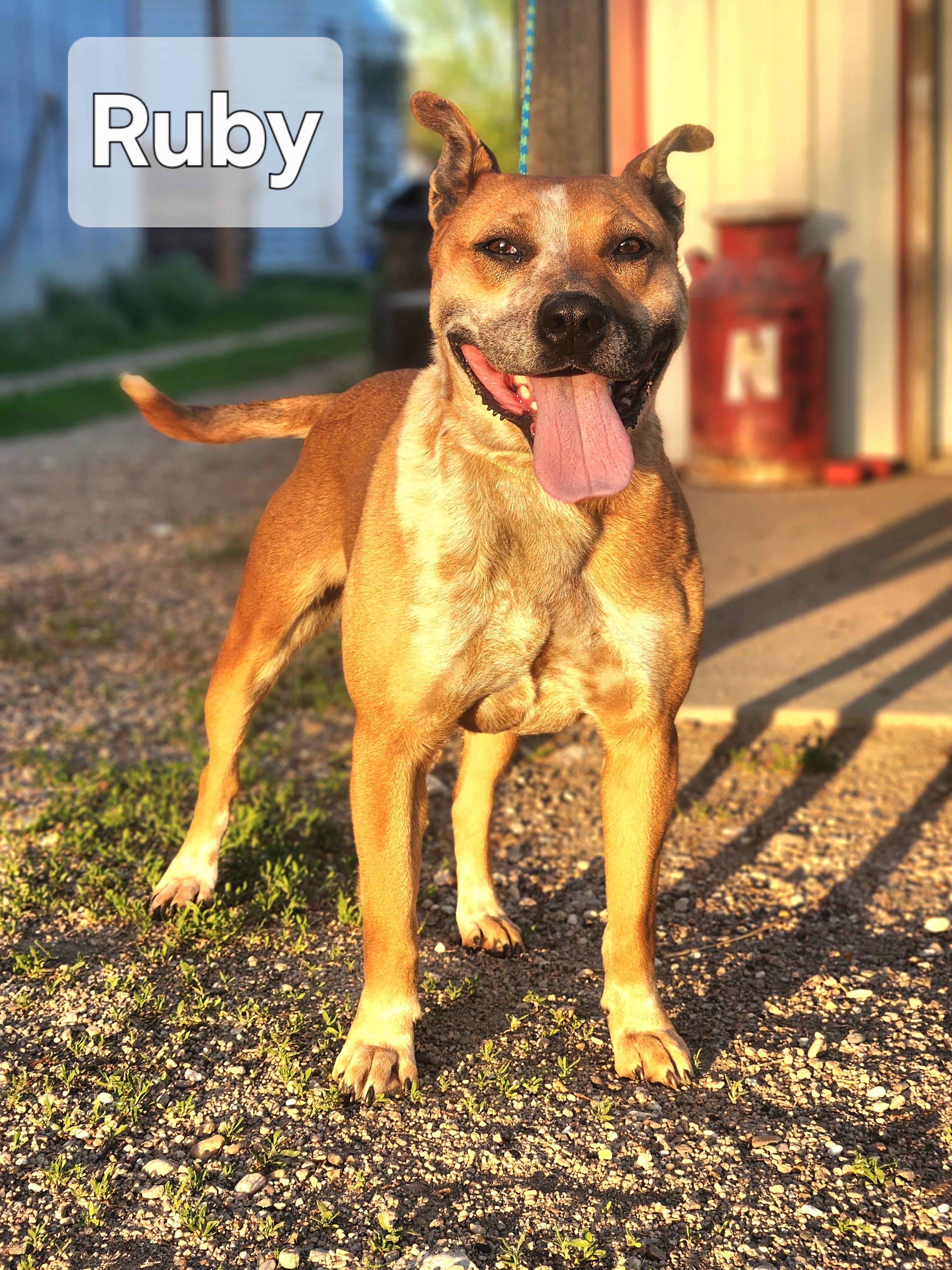 Enlarge Ruby, a Adoptable mixed breed in Walthill, NE image 2/2