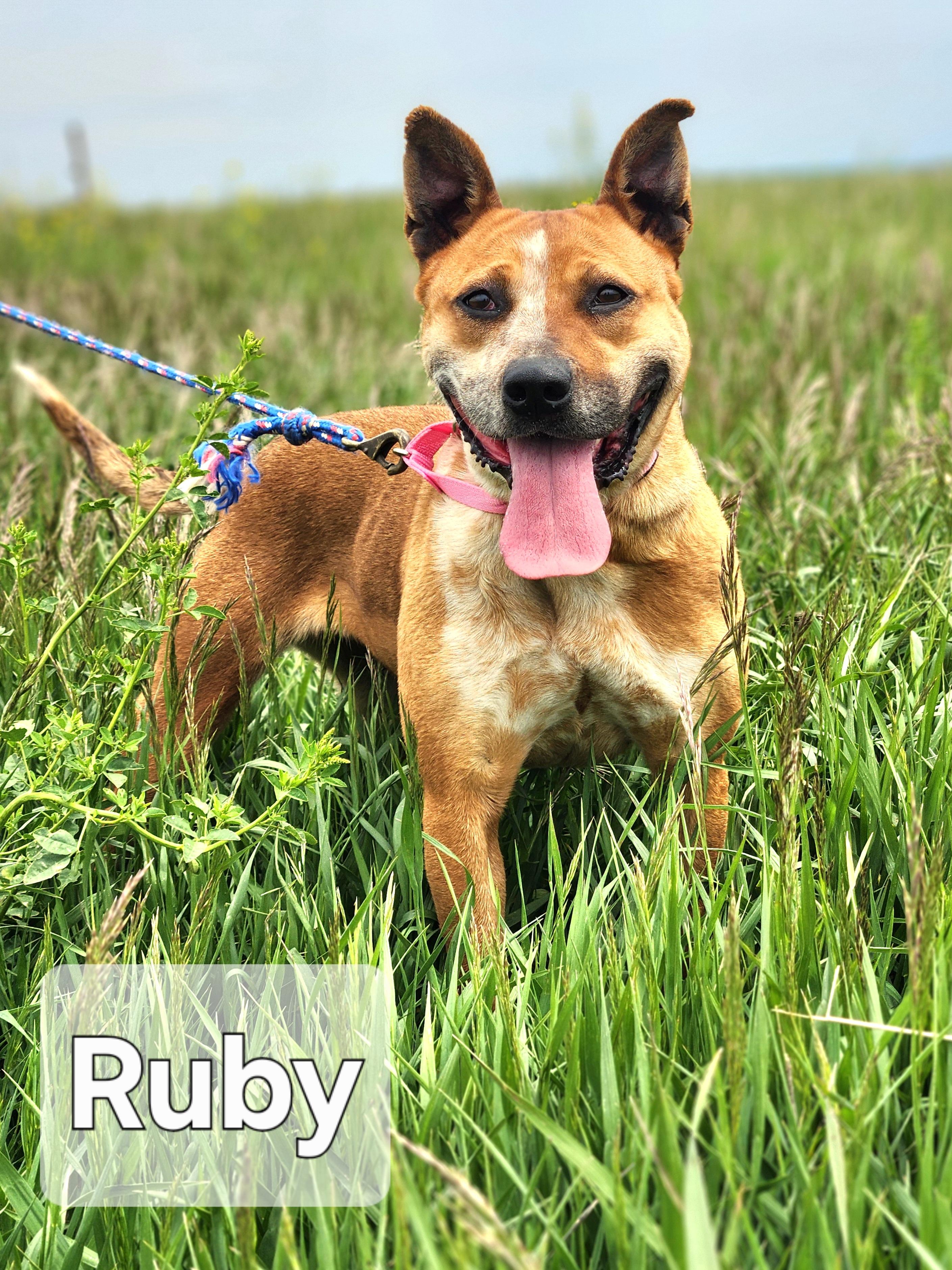Enlarge Ruby, a Adoptable mixed breed in Walthill, NE image 4/5