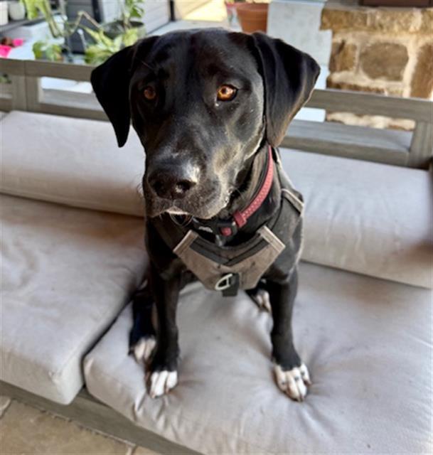 Enlarge DUKE, a Adoptable Labrador Retriever in Rosenberg, TX image 1/1