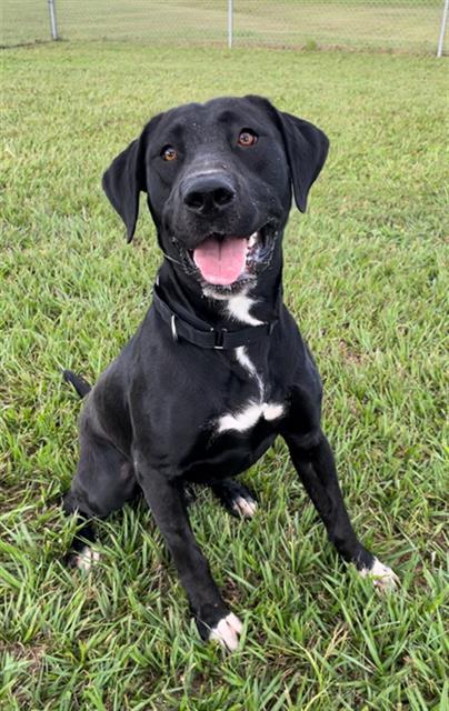 Enlarge DUKE, a Adoptable Labrador Retriever in Rosenberg, TX image 1/1