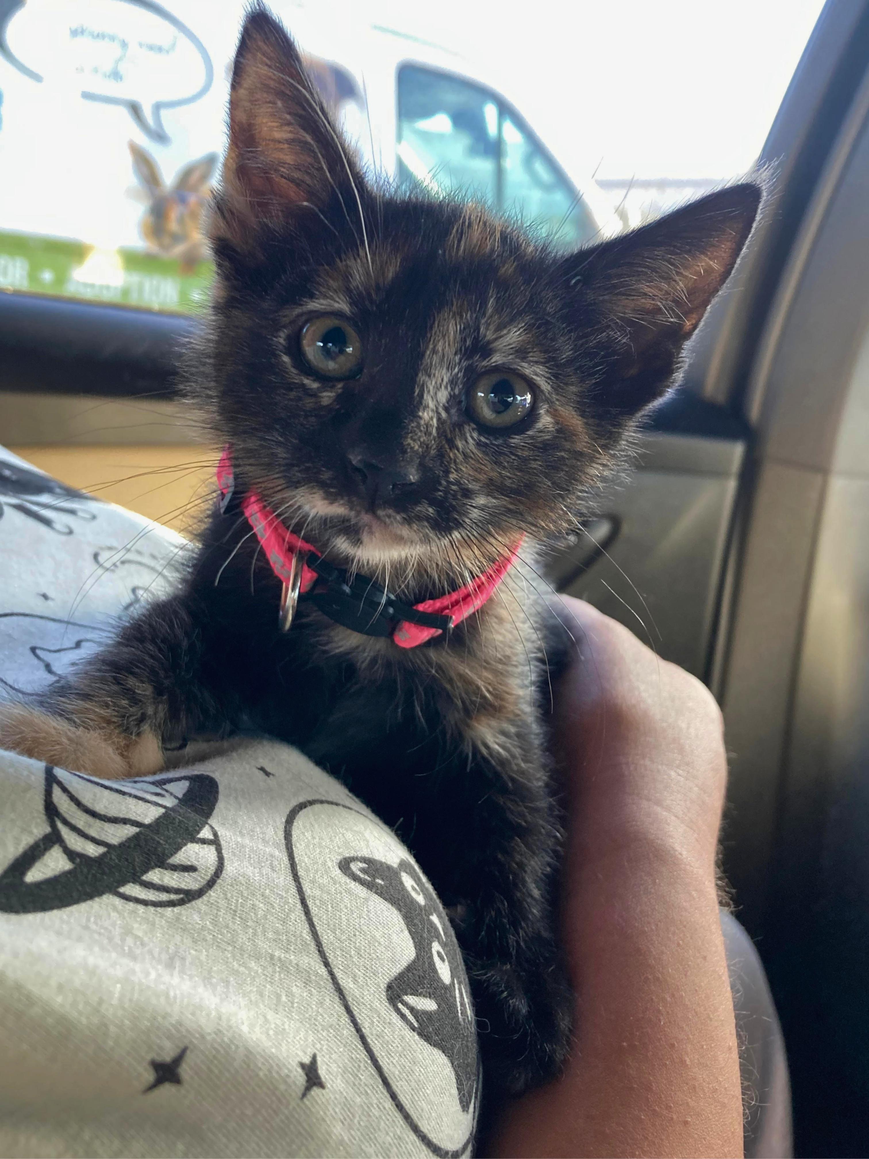 Gracie, adopted, Kitten Female Domestic Short Hair.