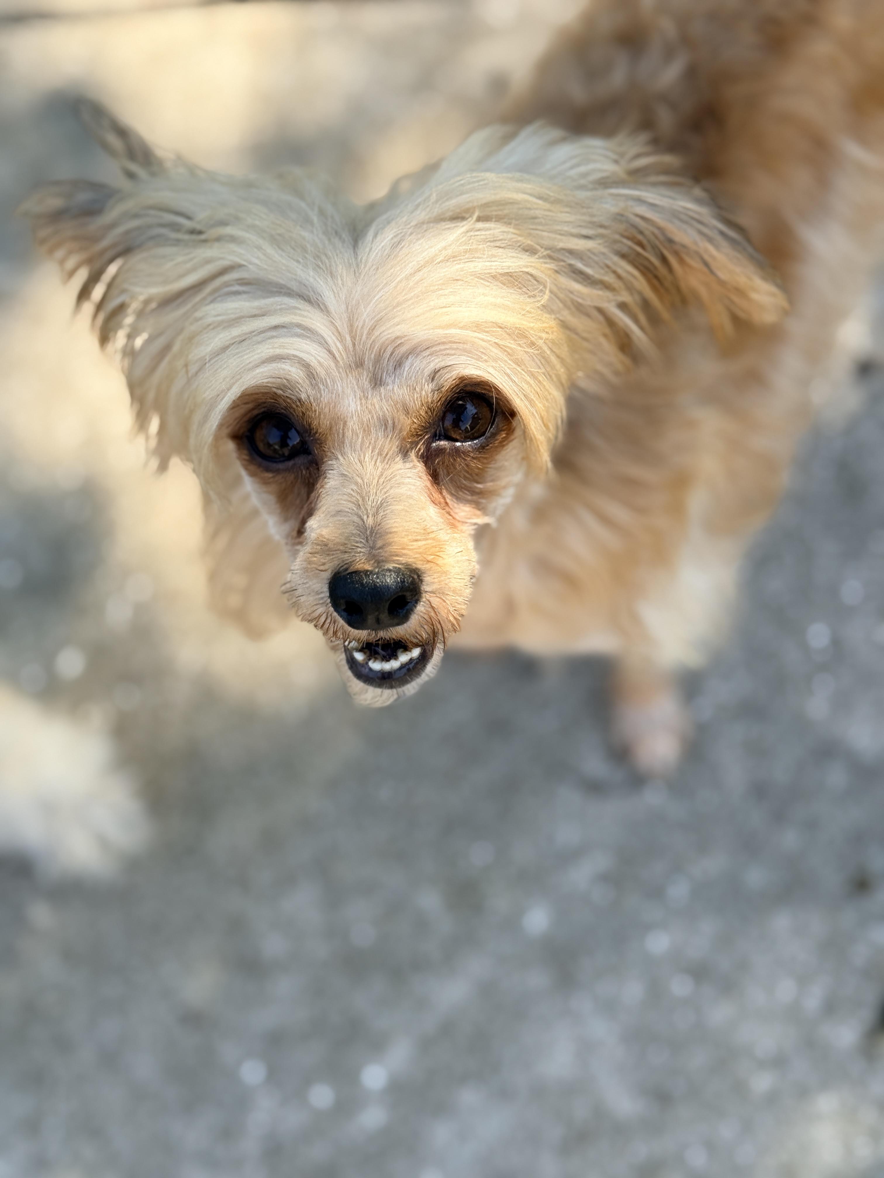 Felicity, adopted, Adult Female Chinese Crested Dog & Yorkshire Terrier.