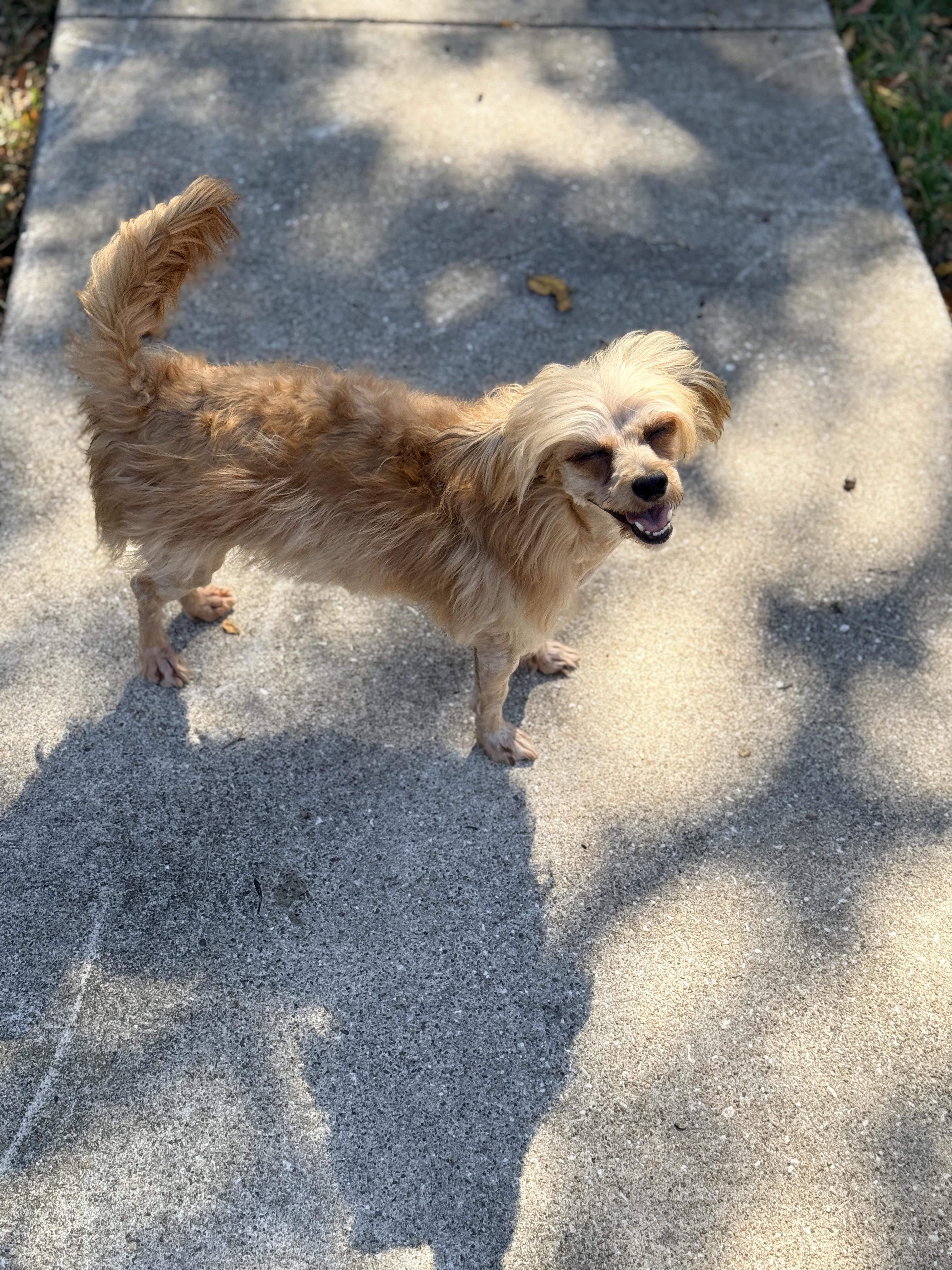 Enlarge Felicity, an adopted mixed breed in Houston, TX image 2/5