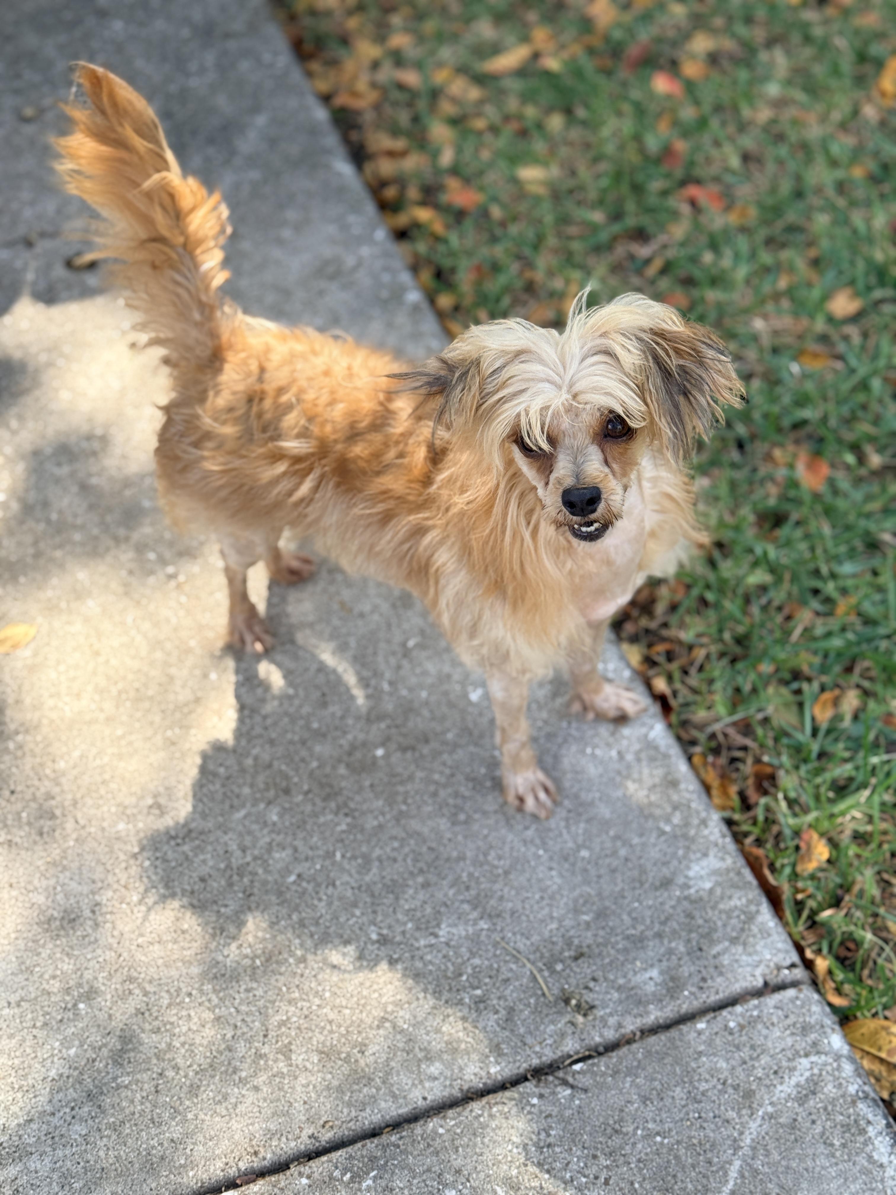 Enlarge Felicity, an adopted mixed breed in Houston, TX image 3/5