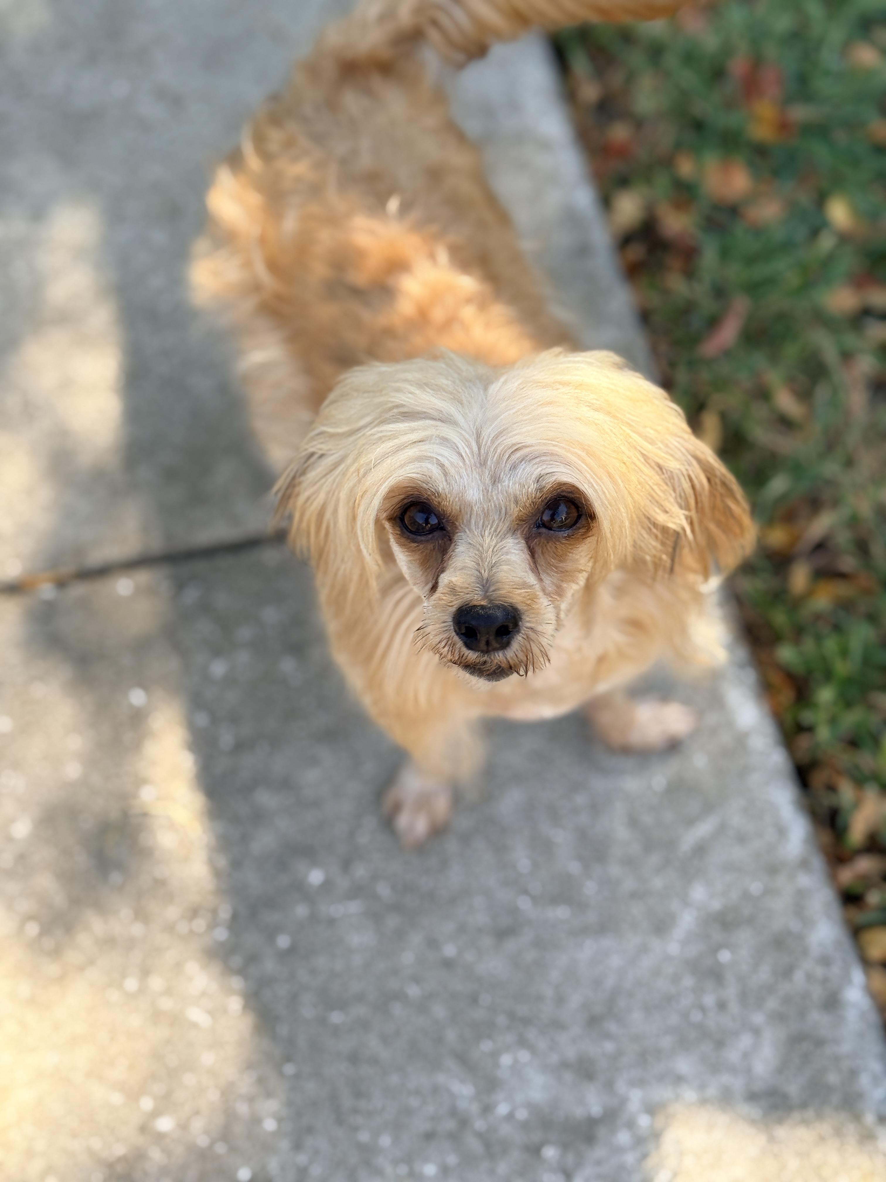 Enlarge Felicity, an adopted mixed breed in Houston, TX image 4/5