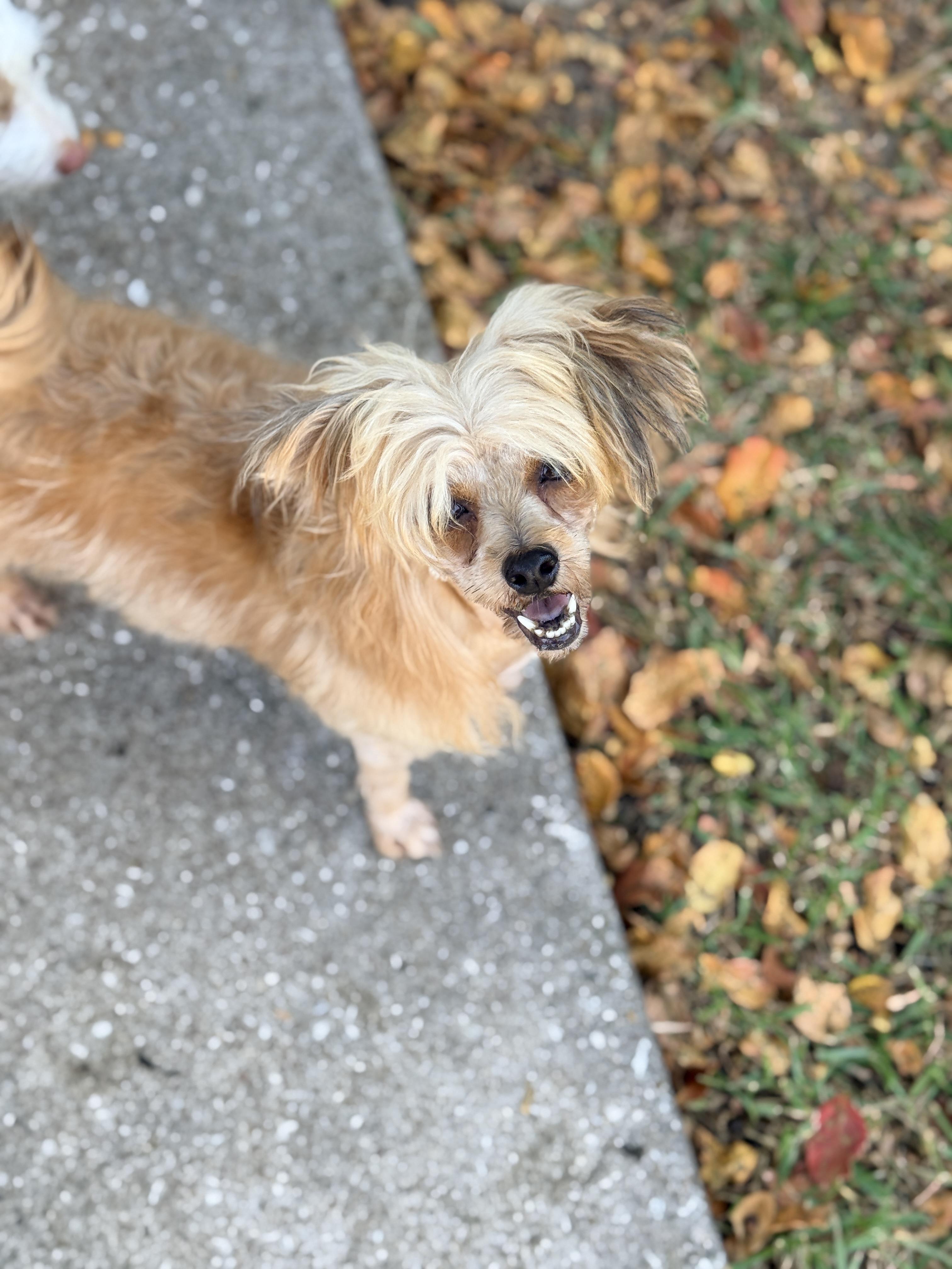 Enlarge Felicity, an adopted mixed breed in Houston, TX image 5/5