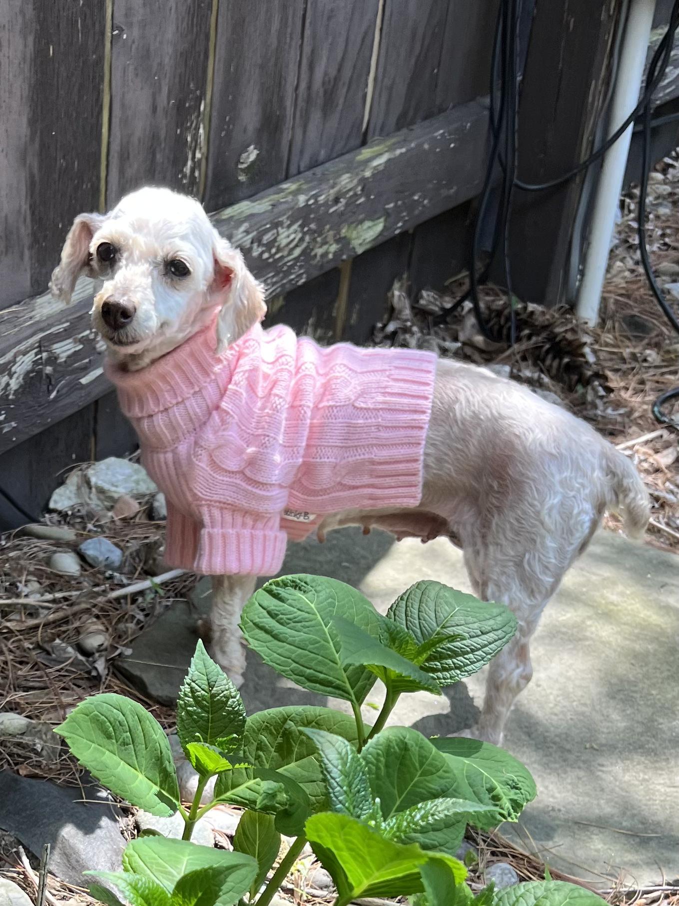 Betsy, a ADOPTABLE Maltipoo in Lexington, KY image 2/4