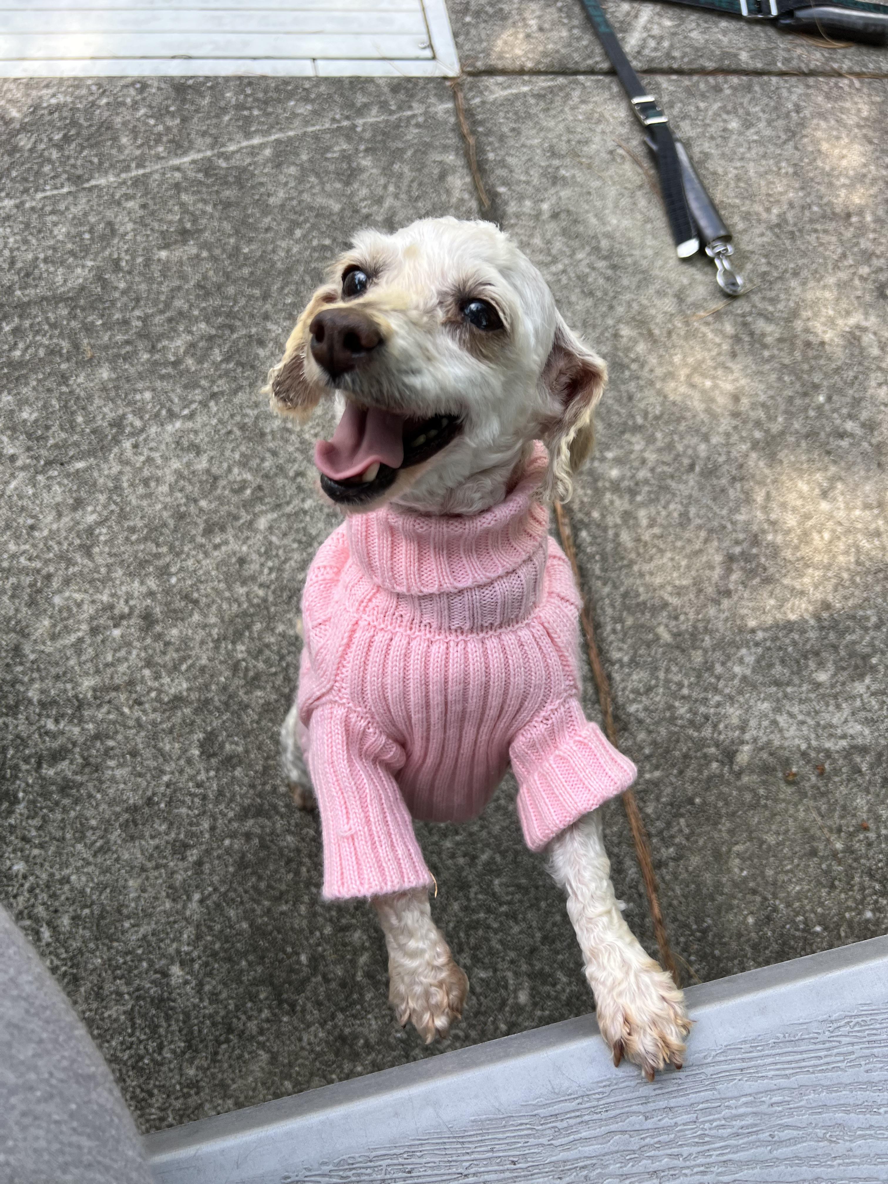 Betsy, a ADOPTABLE Maltipoo in Lexington, KY image 3/4