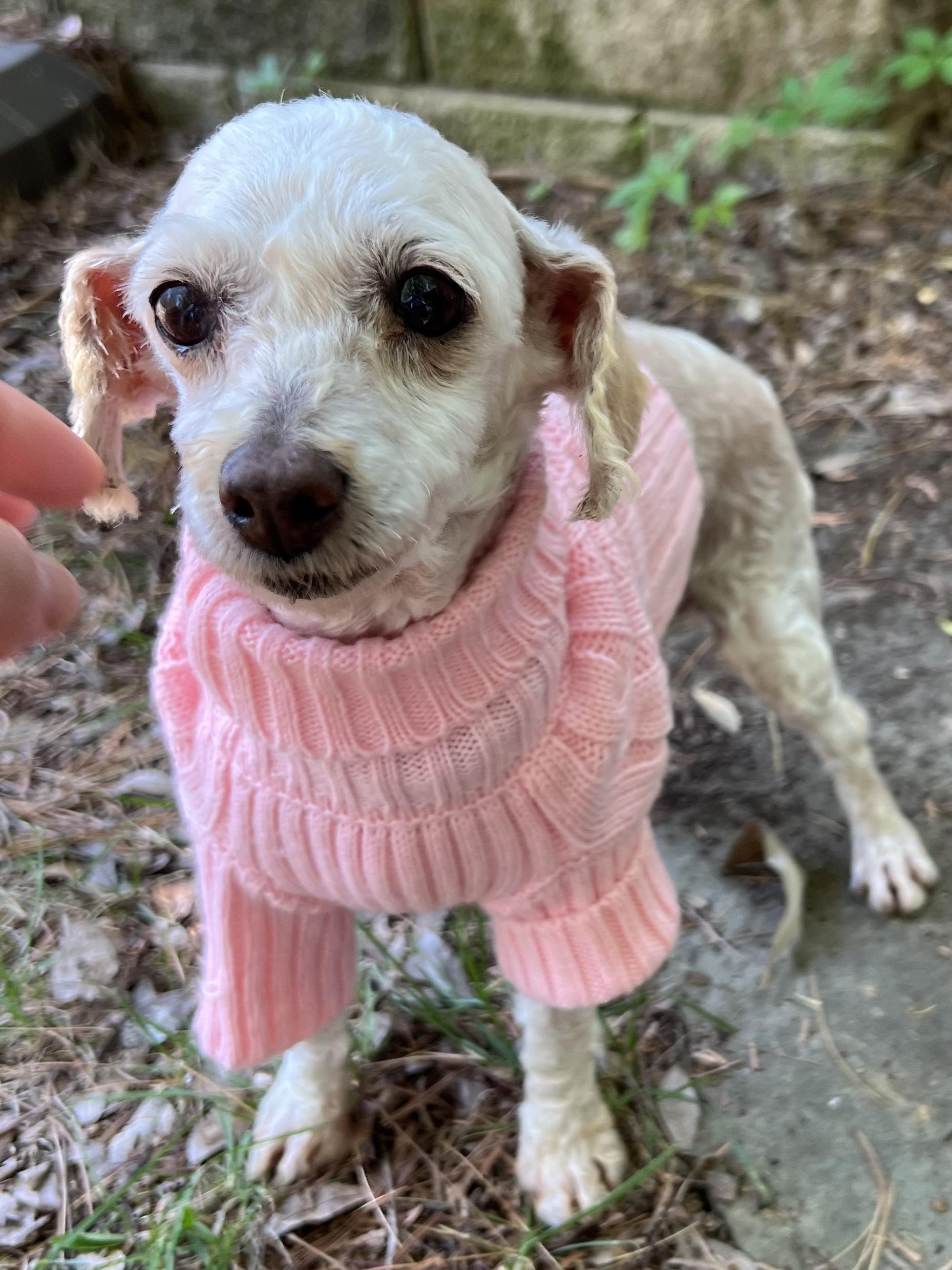 Betsy, a ADOPTABLE Maltipoo in Lexington, KY image 4/4