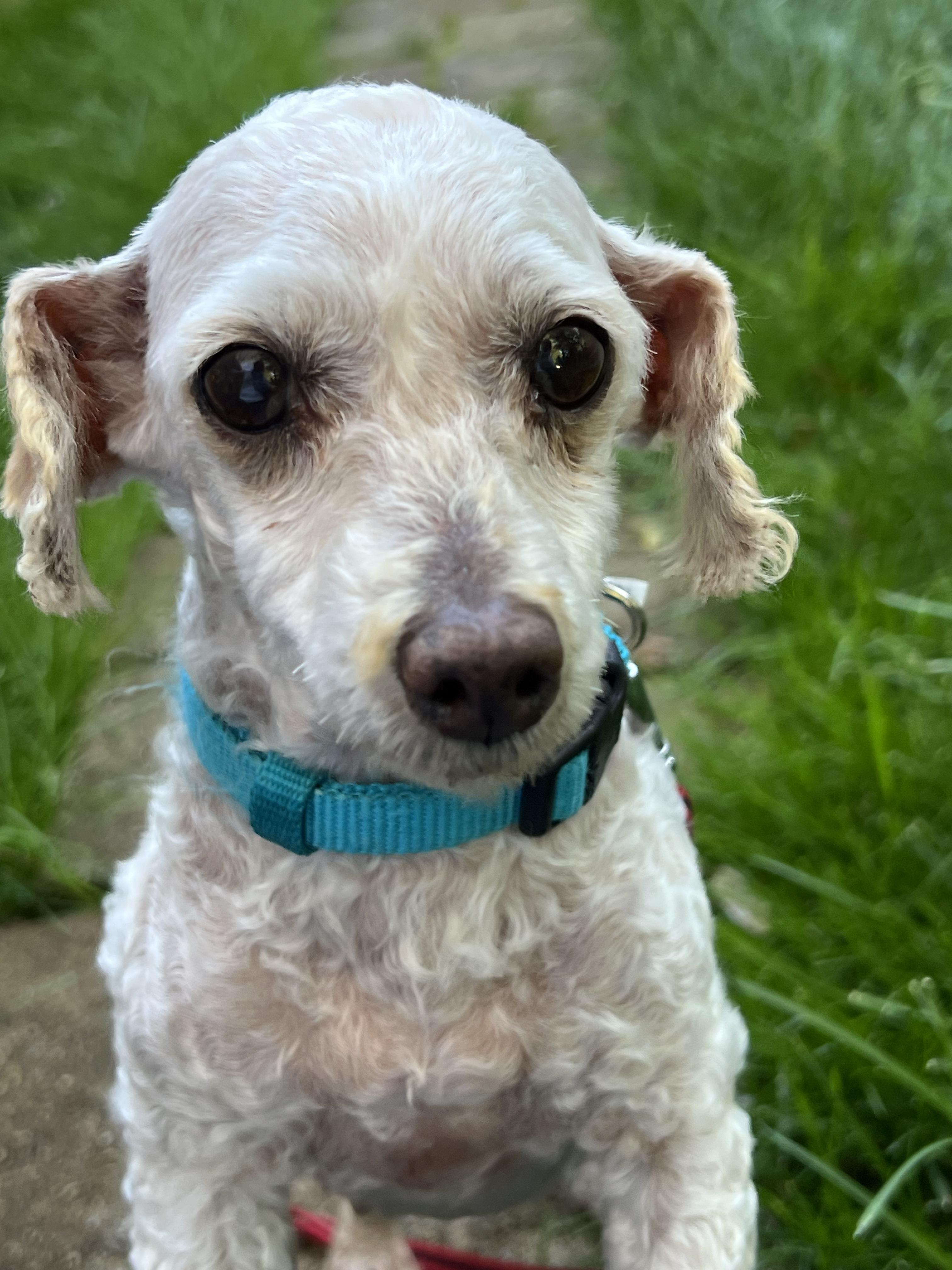 Betsy, a ADOPTABLE Maltipoo in Lexington, KY image 1/4
