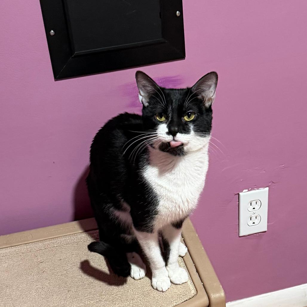 BIG BOO, ADOPTABLE, Young Male Domestic Short Hair.