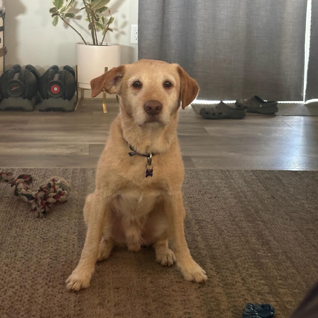 Enlarge Barley--In Foster, a Adoptable mixed breed in Fargo, ND image 1/4