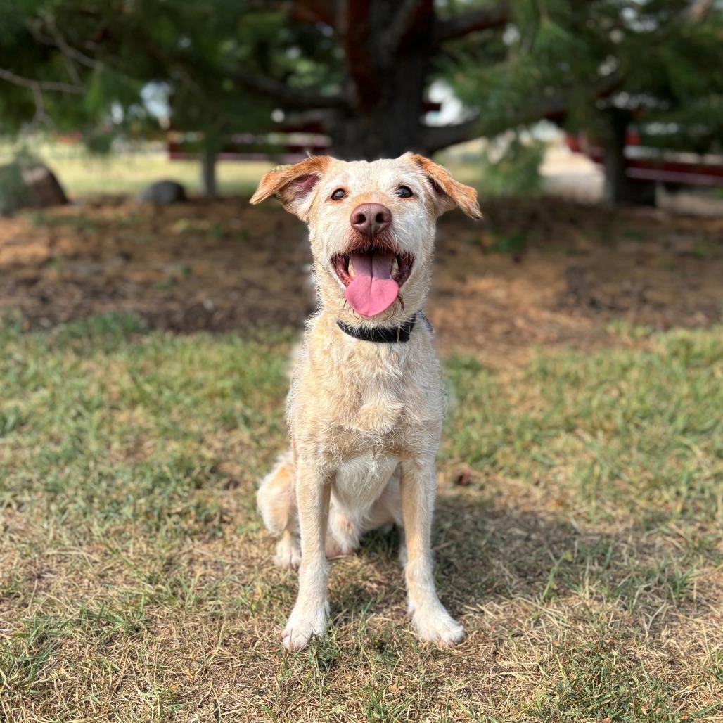 Enlarge Barley--In Foster, a Adoptable mixed breed in Fargo, ND image 2/4