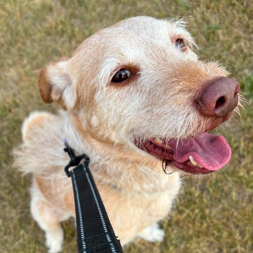 Enlarge Barley--In Foster, a Adoptable mixed breed in Fargo, ND image 4/4