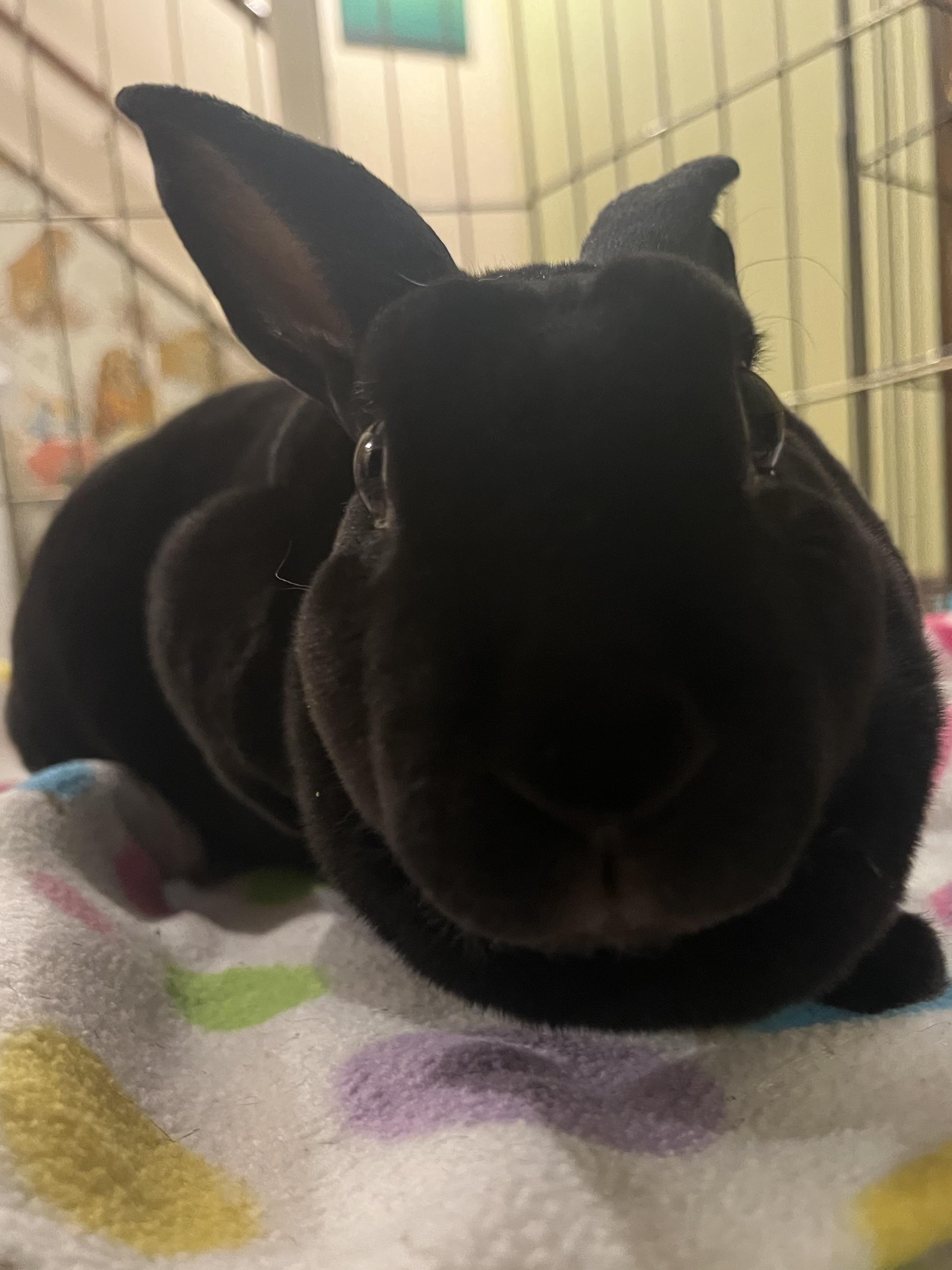 Enlarge Clover, a ADOPTABLE Rex in Omaha, NE image 2/2