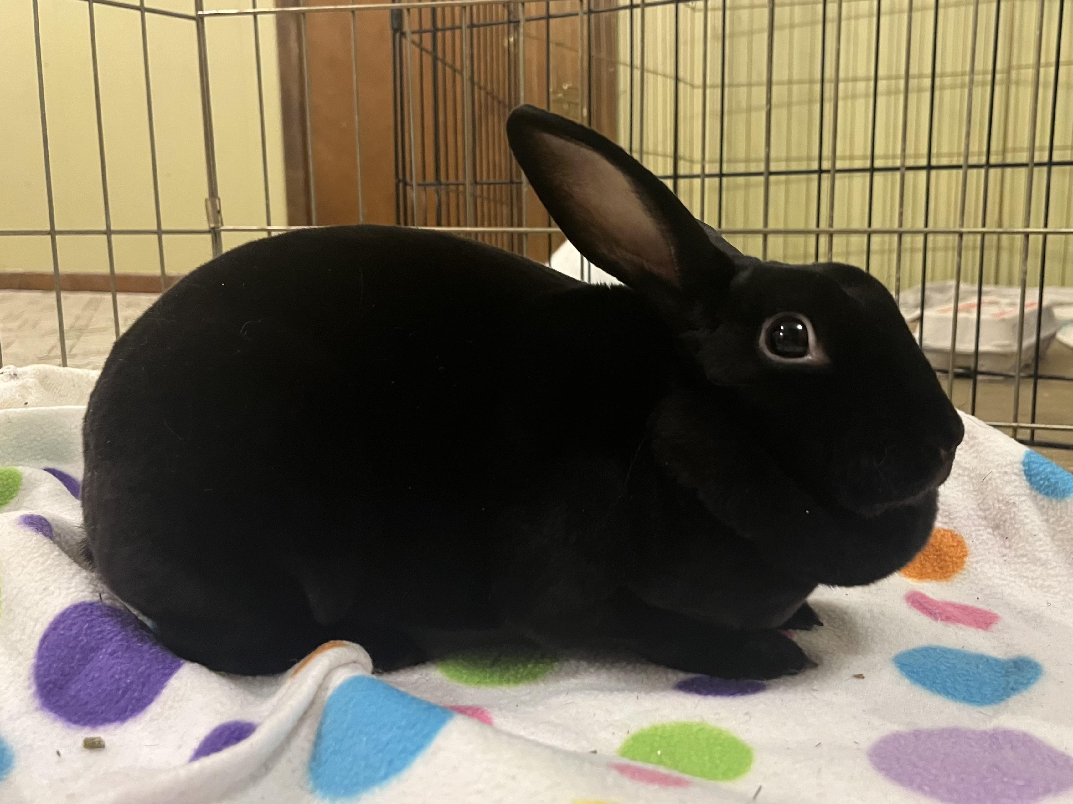 Enlarge Clover, a ADOPTABLE Rex in Omaha, NE image 1/2