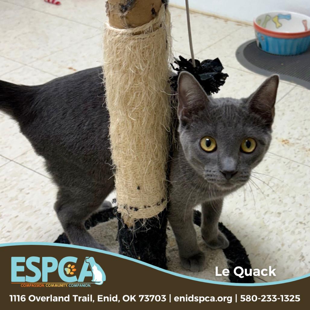 Le Quack, a Adoptable Domestic Short Hair in Enid, OK image 1/2