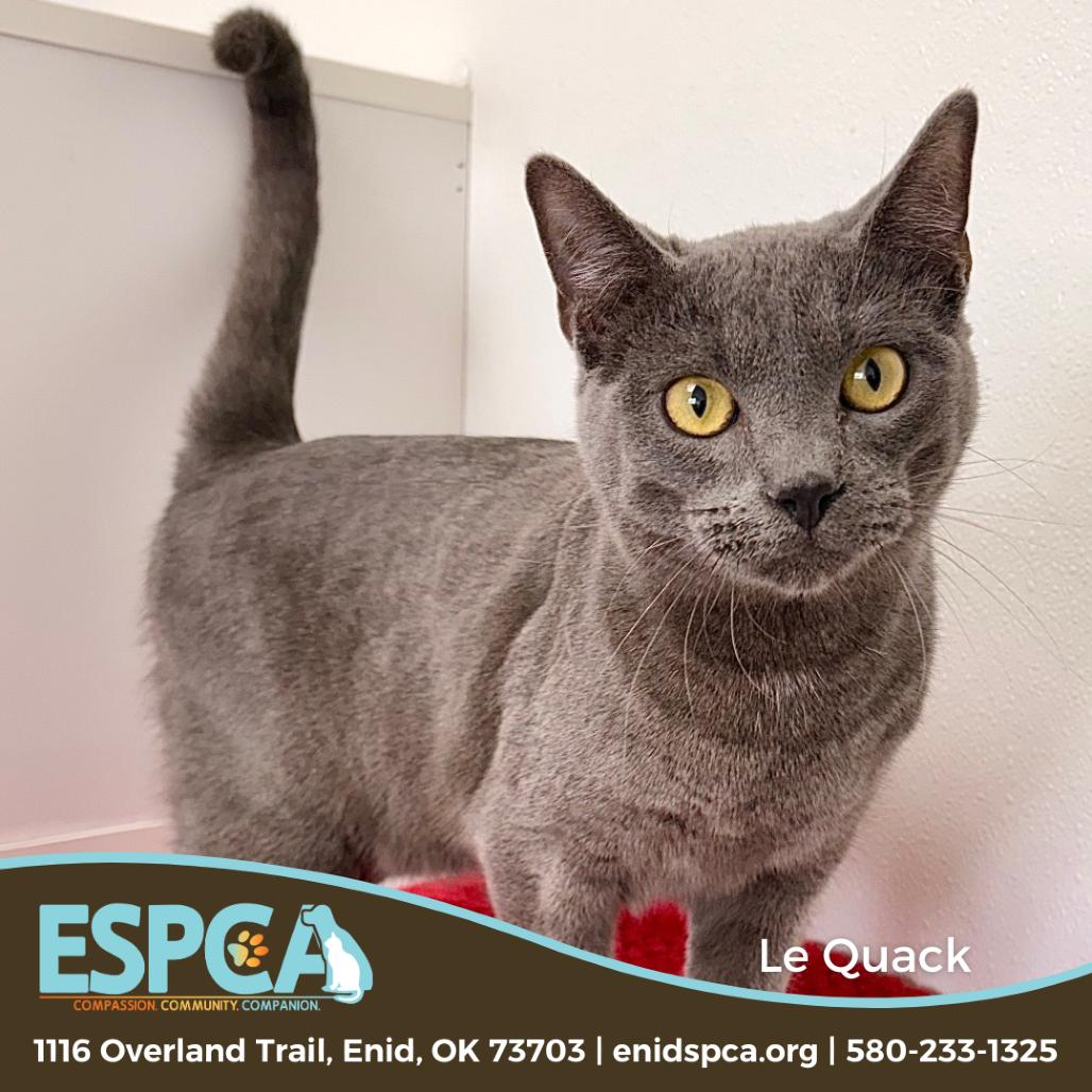 Enlarge Le Quack, a Adoptable Domestic Short Hair in Enid, OK image 2/6