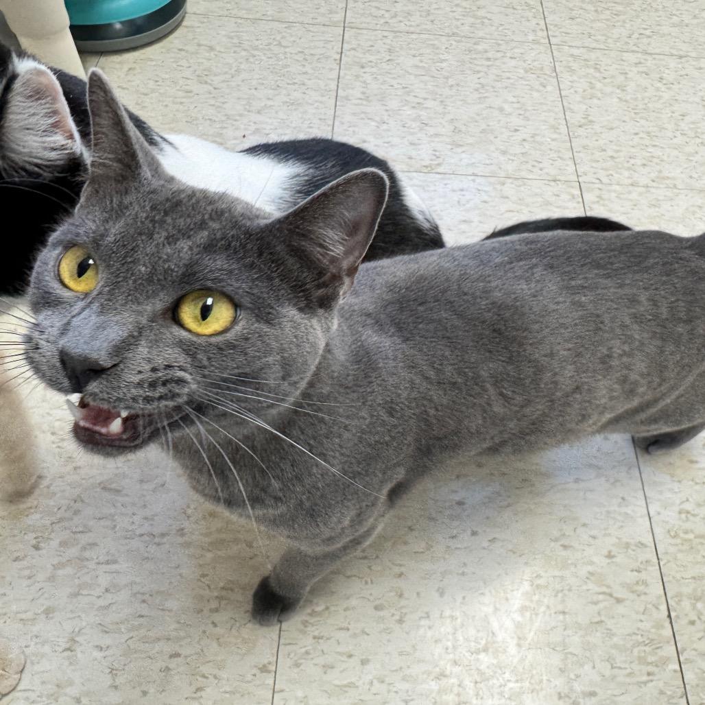 Enlarge Le Quack, a Adoptable Domestic Short Hair in Enid, OK image 2/5