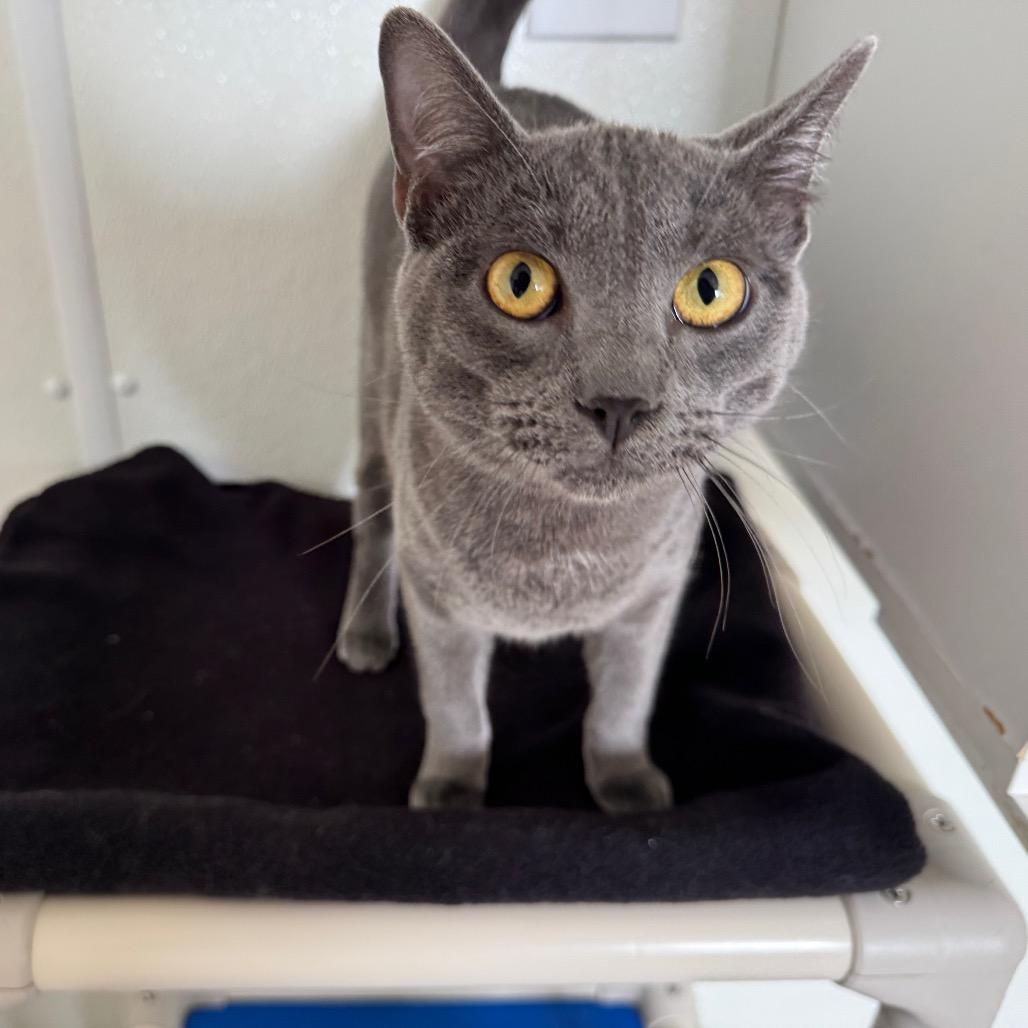 Enlarge Le Quack, a Adoptable Domestic Short Hair in Enid, OK image 3/5