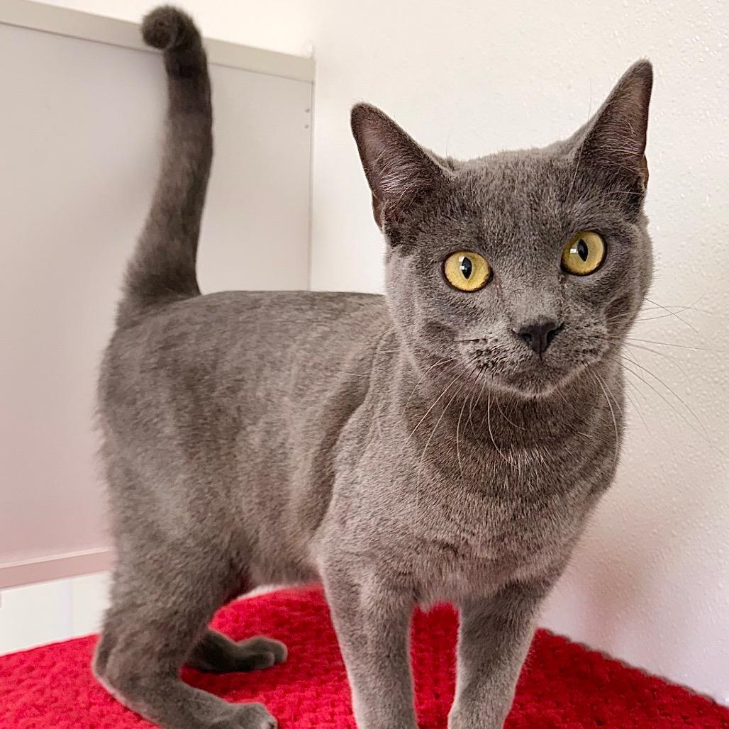 Enlarge Le Quack, a Adoptable Domestic Short Hair in Enid, OK image 4/5