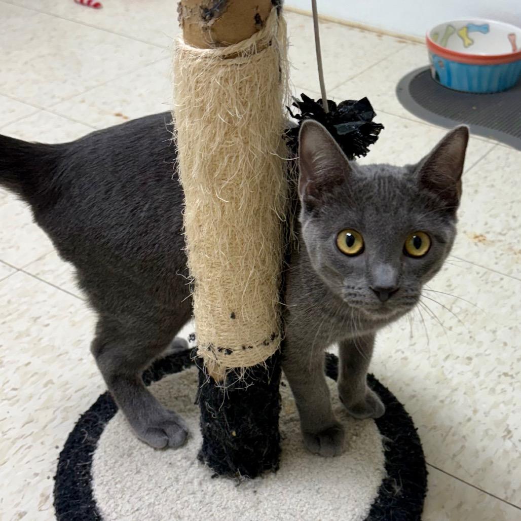 Le Quack, a Adoptable Domestic Short Hair in Enid, OK image 2/2