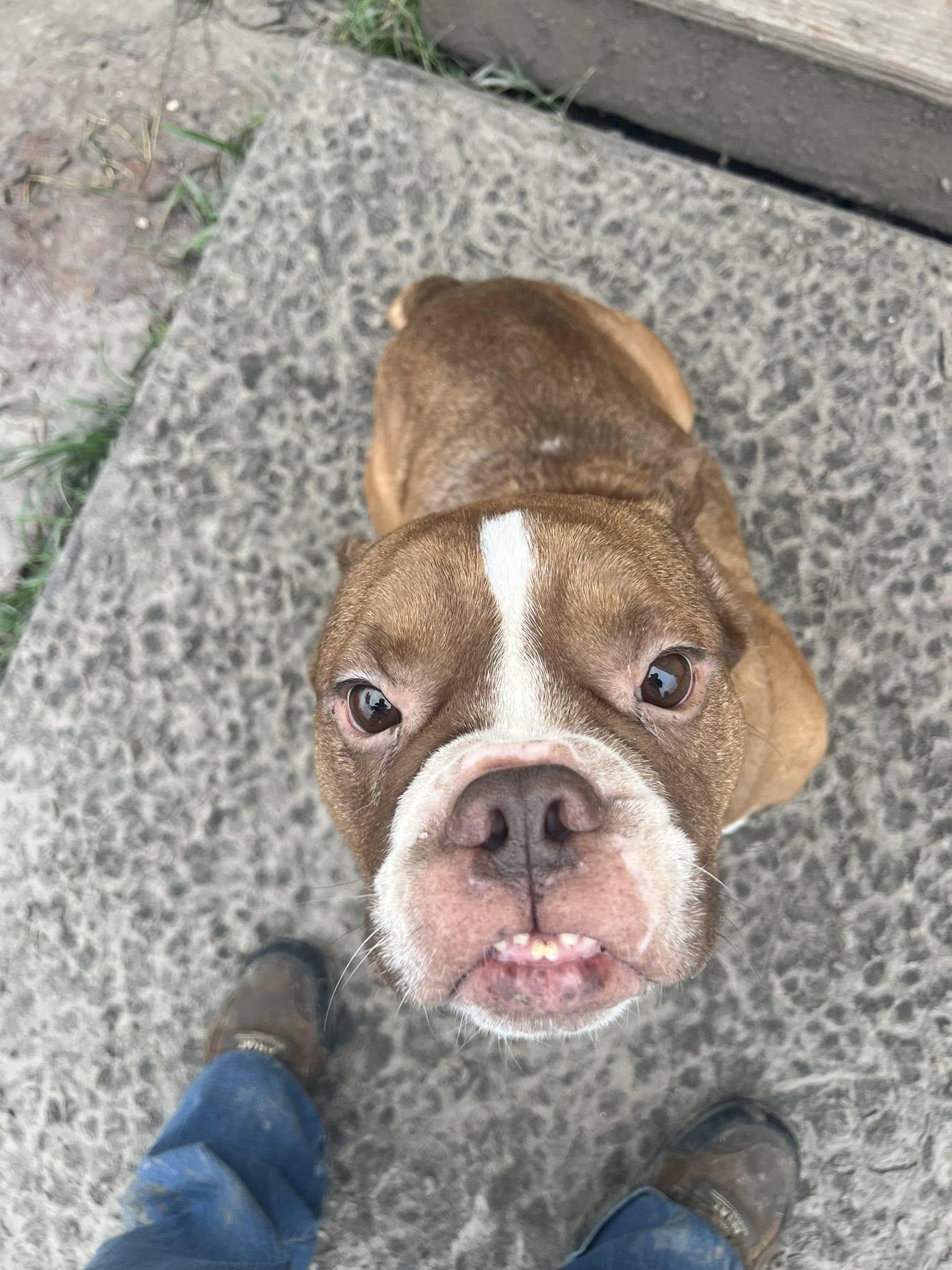 Enlarge Fred, a Adoptable American Bully in Temple, TX image 4/5