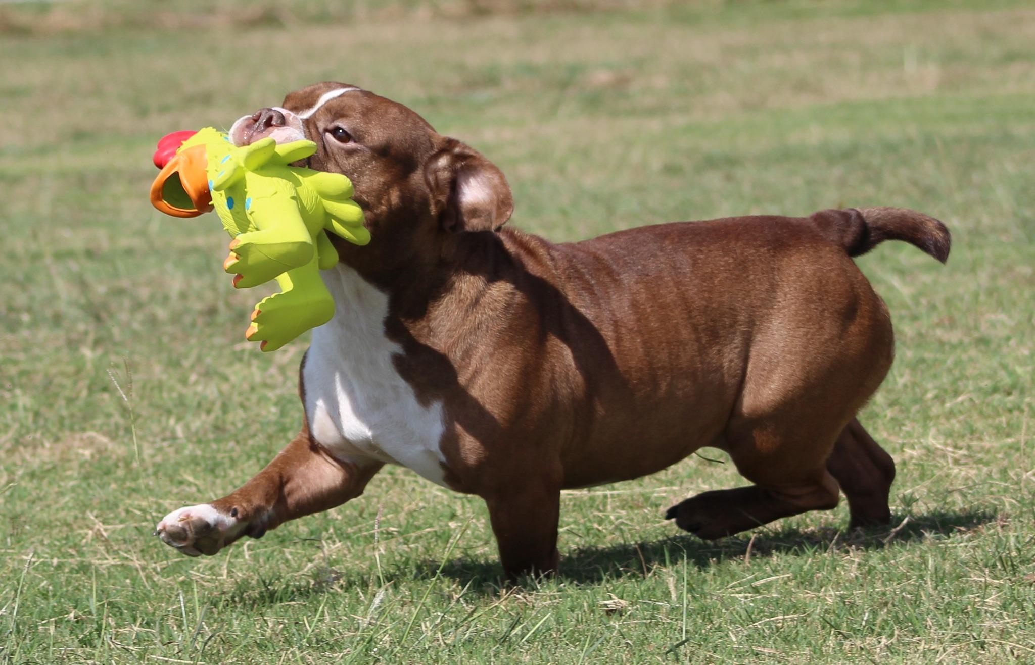 Fred, Adoptable, Young Male American Bully.