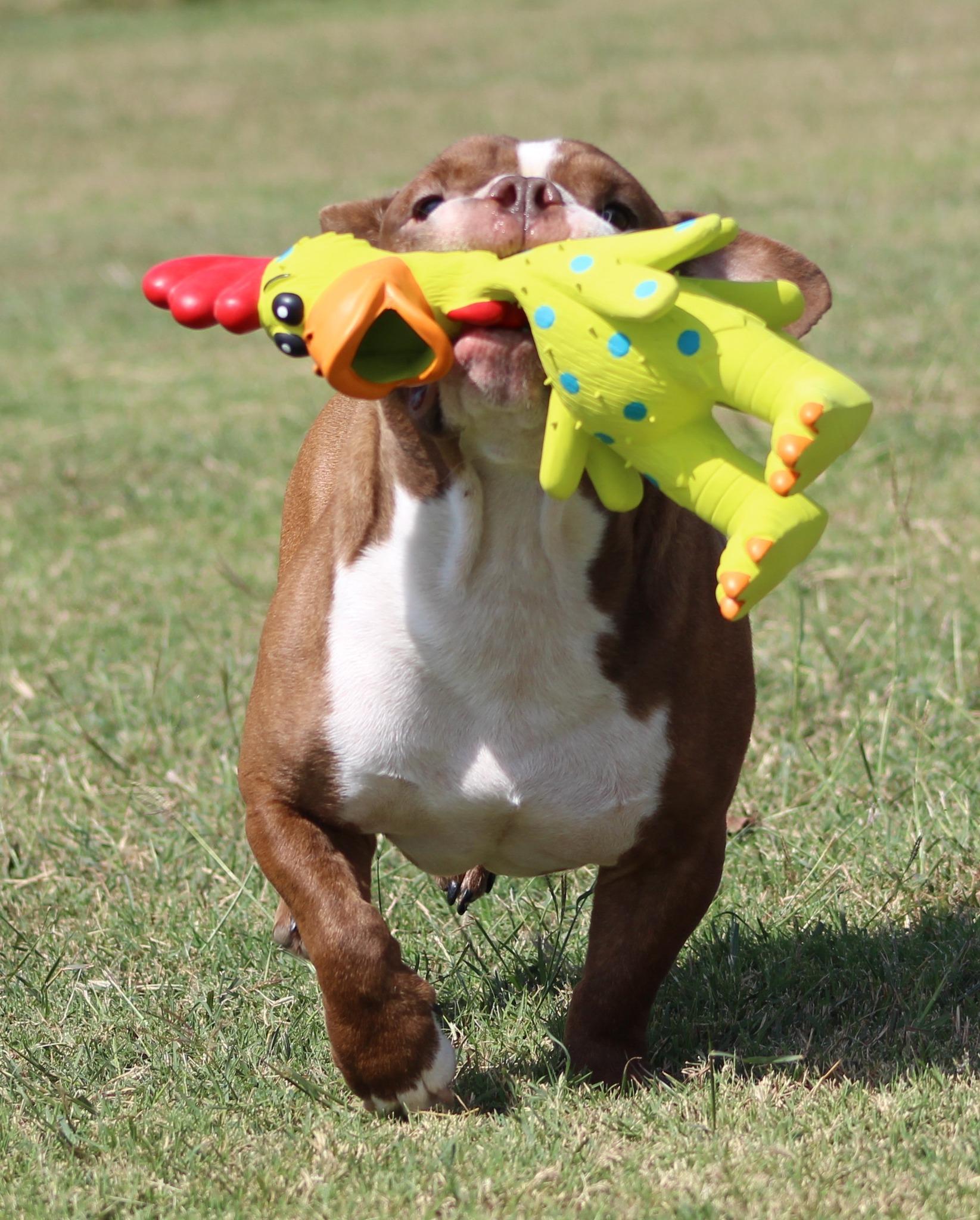 Enlarge Fred, a Adoptable American Bully in Temple, TX image 5/5