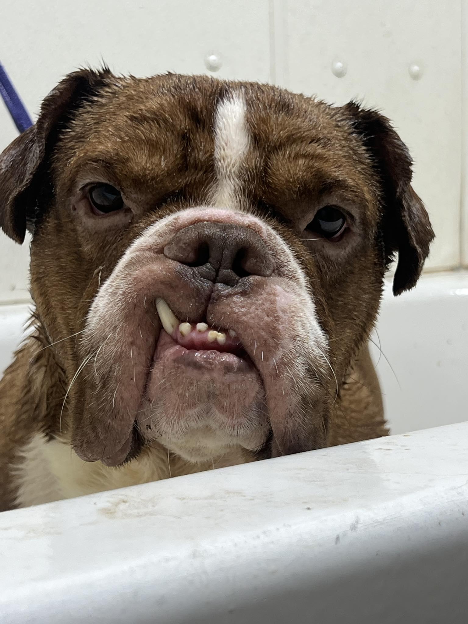 Enlarge Fred, a Adoptable American Bully in Temple, TX image 3/5