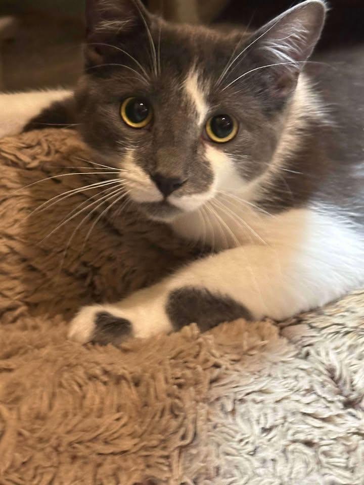 Marshmellow, Adult Female unknown