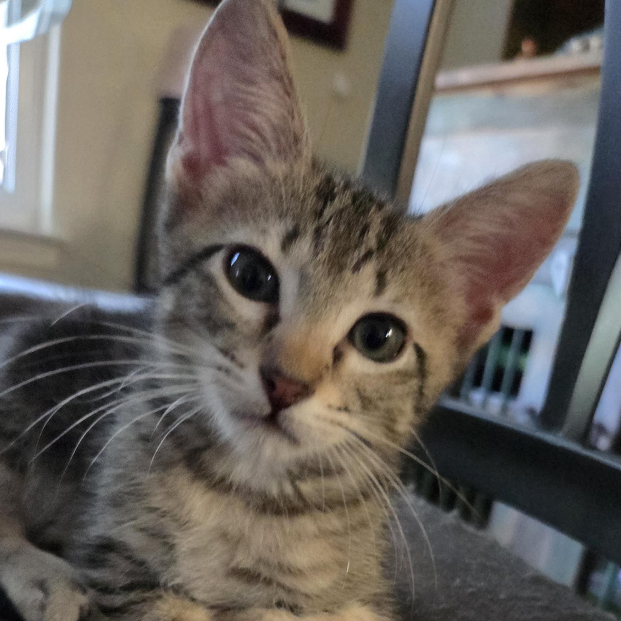 Preston, Adopted, Kitten Male Domestic Short Hair.
