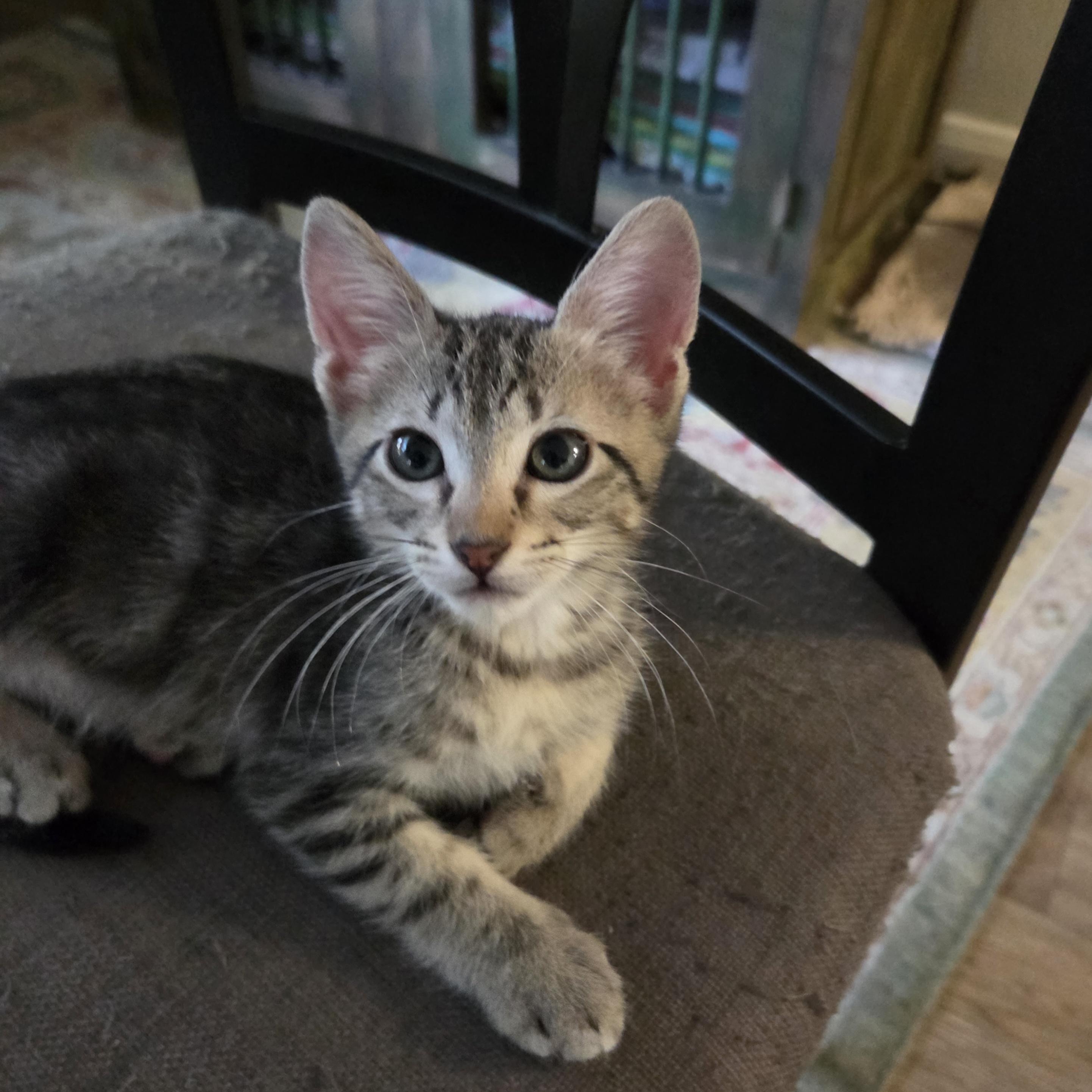 Enlarge Preston, a Adopted mixed breed in Bulverde, TX image 2/3
