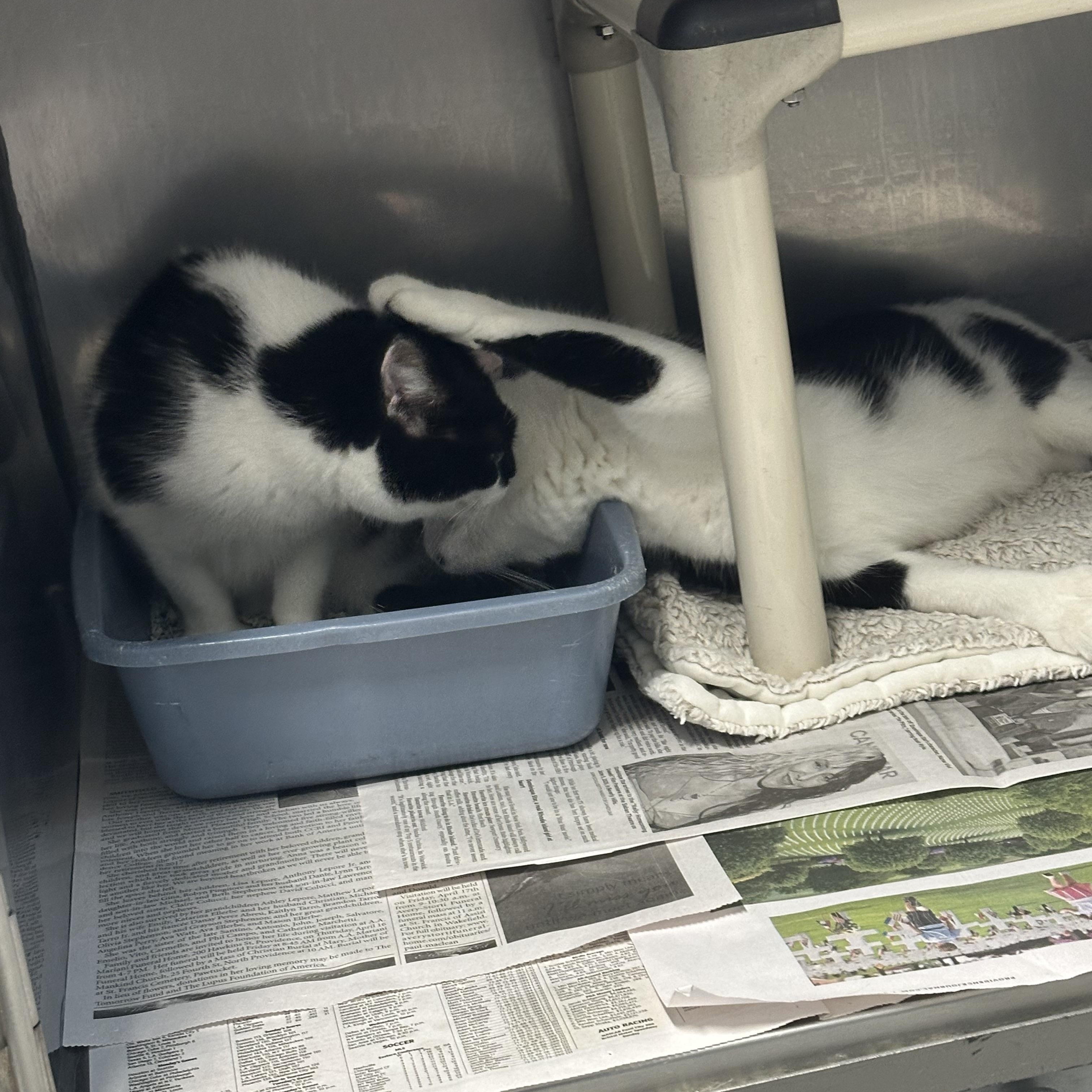 Enlarge Cassie, a Adoptable Domestic Short Hair in Exeter, RI image 5/5