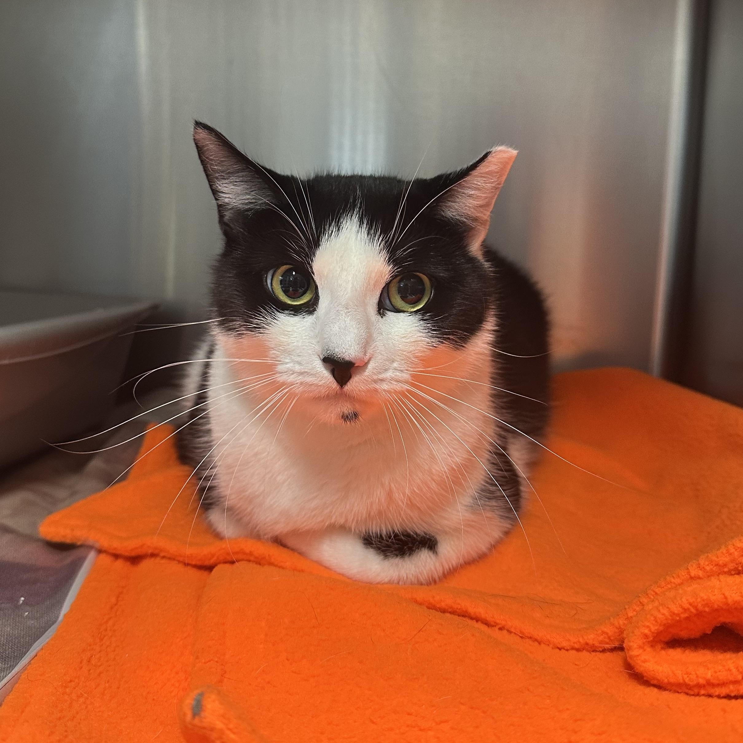Enlarge Cassie, a Adoptable Domestic Short Hair in Exeter, RI image 2/2