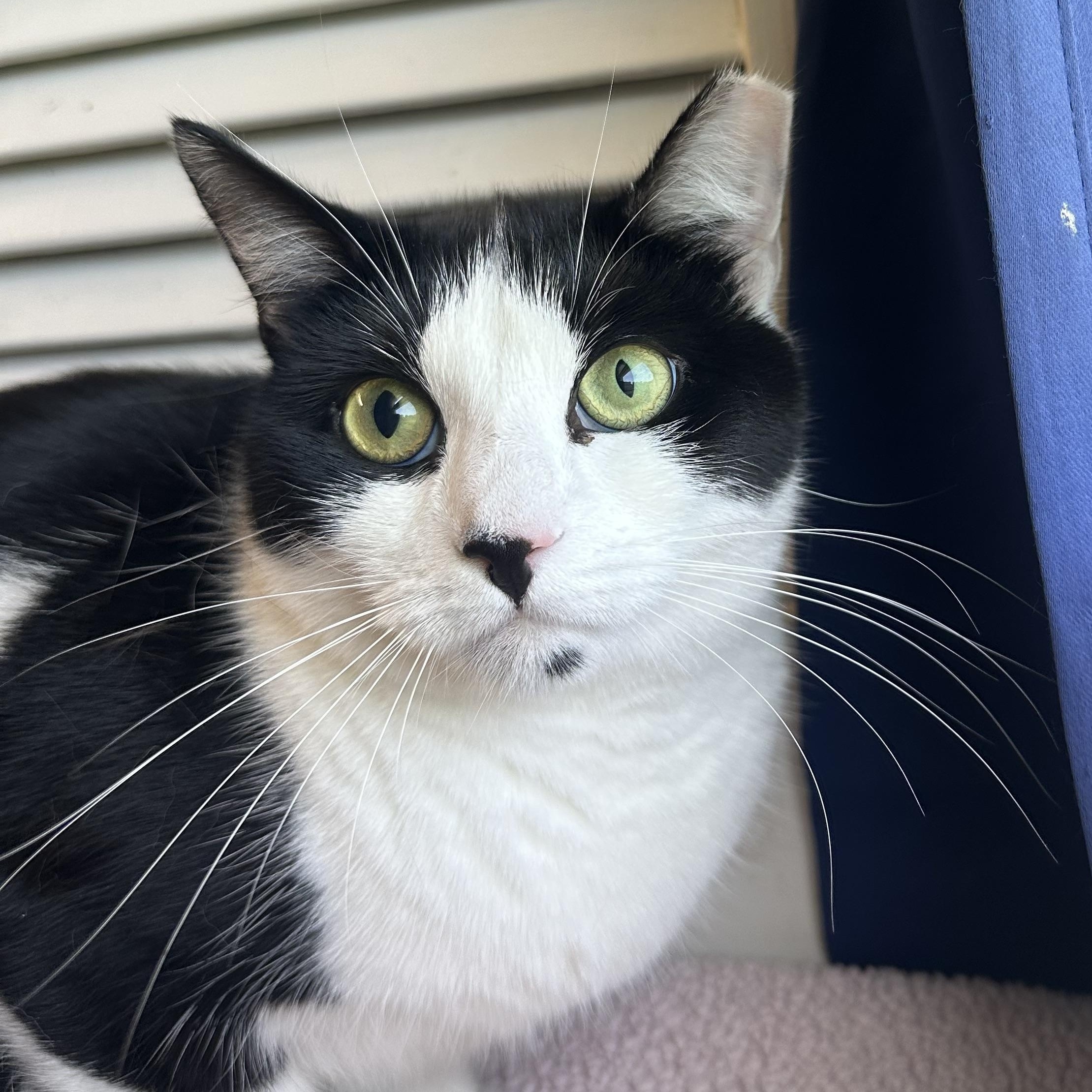 Cassie, Adoptable, Young Female Domestic Short Hair.