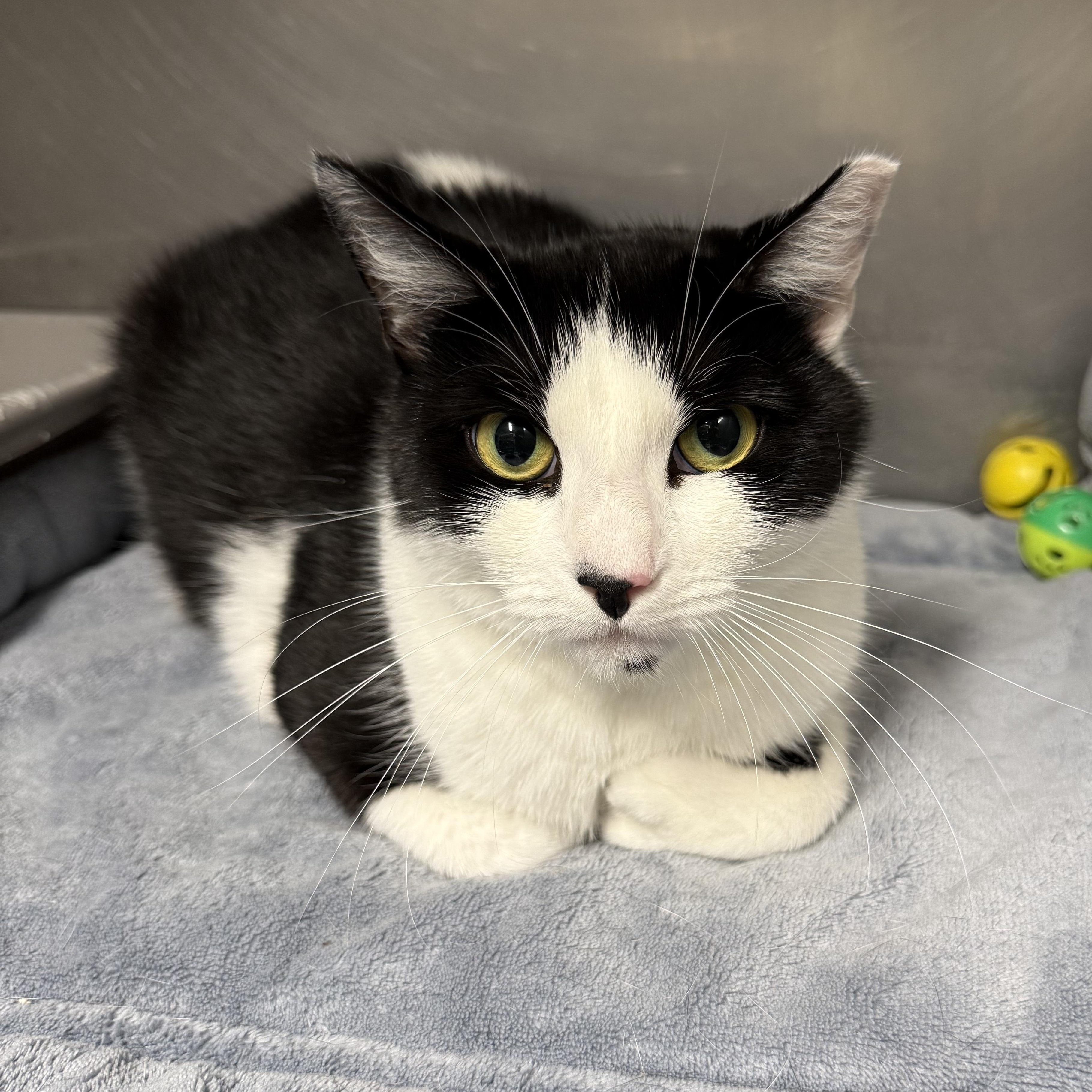 Enlarge Cassie, a Adoptable Domestic Short Hair in Exeter, RI image 1/2