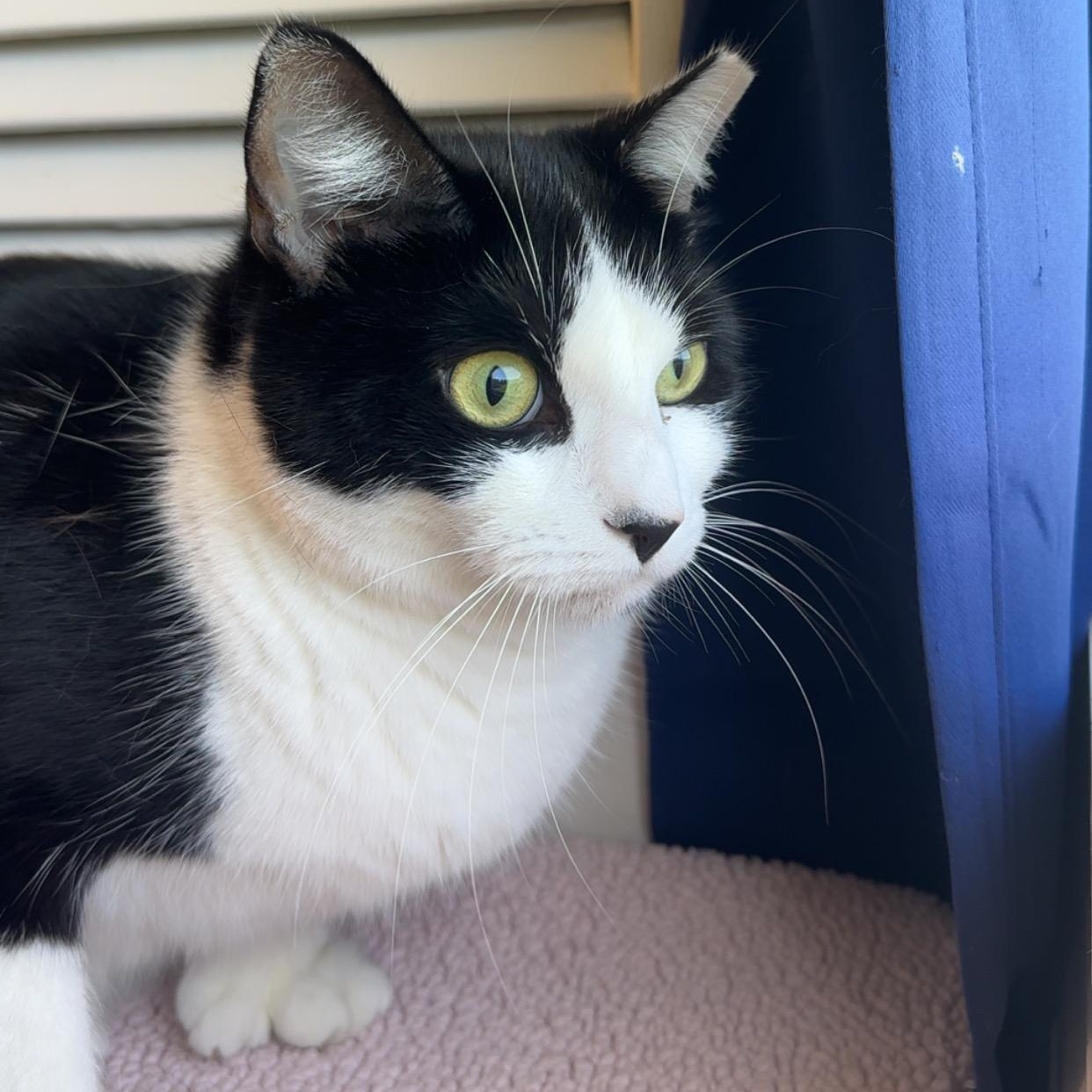 Enlarge Cassie, a Adoptable Domestic Short Hair in Exeter, RI image 4/5