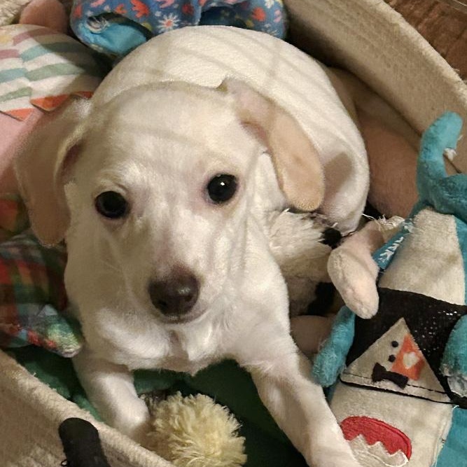 Dolly