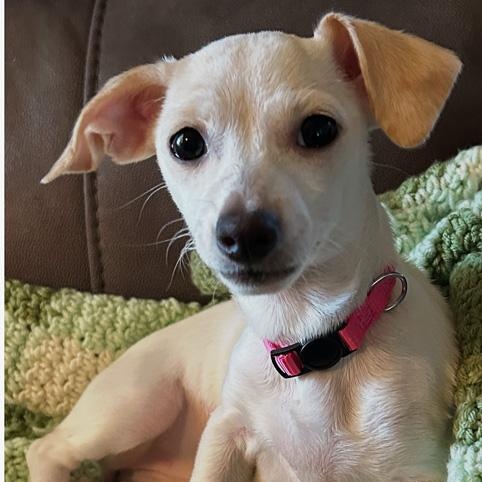 Dolly