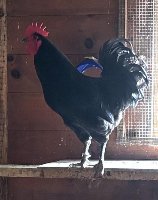 VENOM, Adoptable, Young Male Chicken.