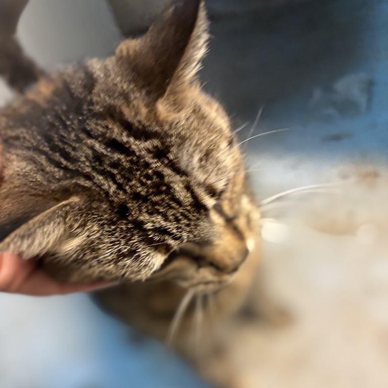 Enlarge Sky  **fee sponsored**, a Adoptable Domestic Short Hair in Pekin, IL image 3/5