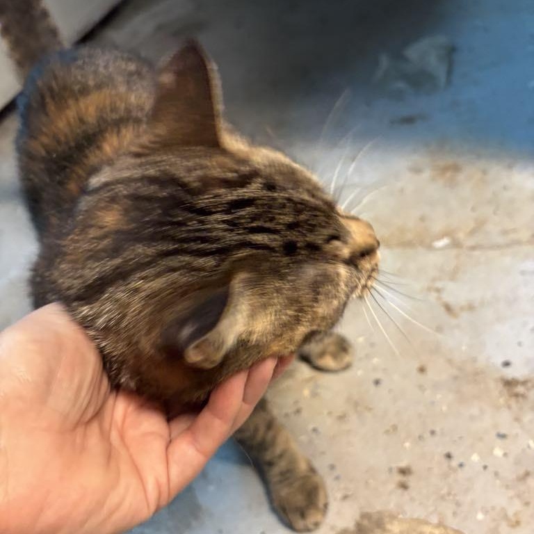 Enlarge Sky  **fee sponsored**, a Adoptable Domestic Short Hair in Pekin, IL image 4/5