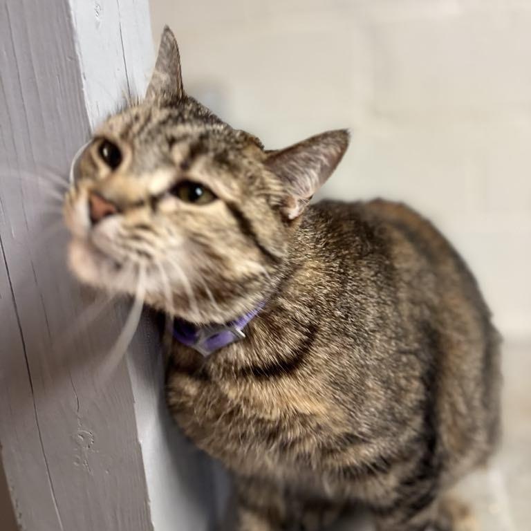 Sky  **fee sponsored**, Adoptable, Senior Female Domestic Short Hair.