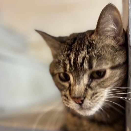 Enlarge Sky  **fee sponsored**, a Adoptable Domestic Short Hair in Pekin, IL image 2/5