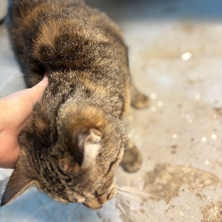 Enlarge Sky  **fee sponsored**, a Adoptable Domestic Short Hair in Pekin, IL image 5/5