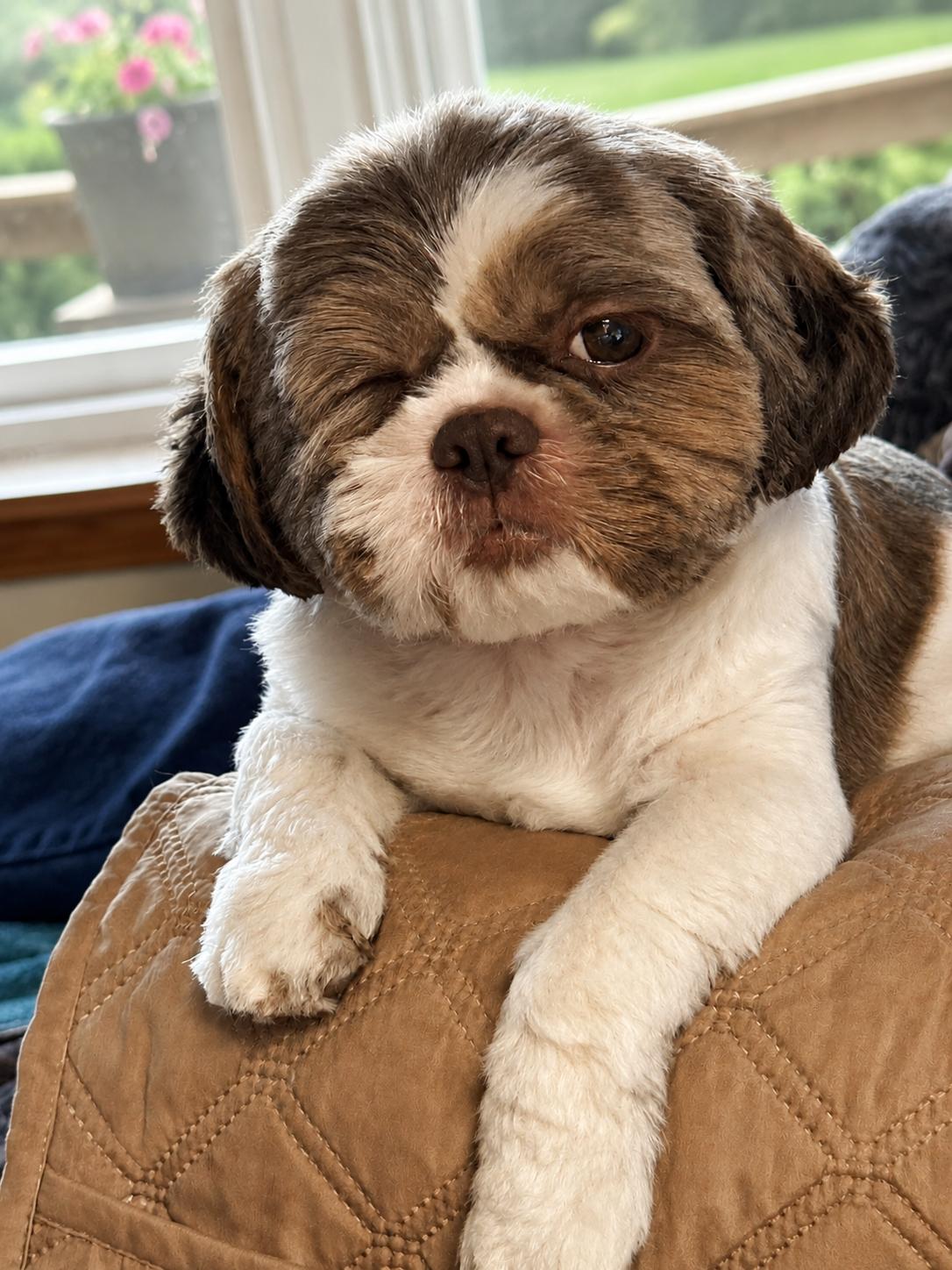 Nadia - ARR, Adoptable, Young Female Shih Tzu.