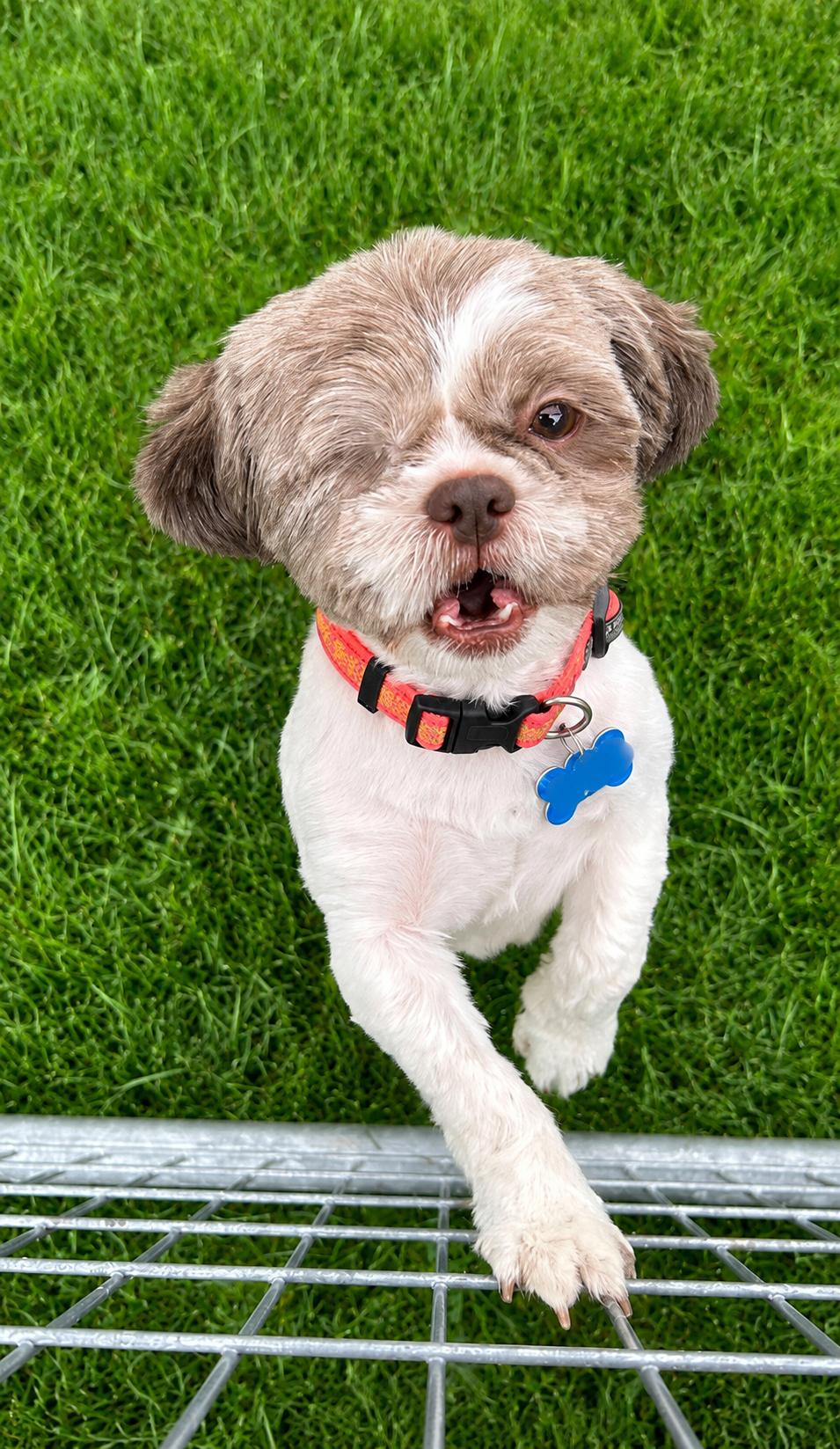Nadia - ARR, a Adoptable Shih Tzu in Pataskala, OH image 2/3
